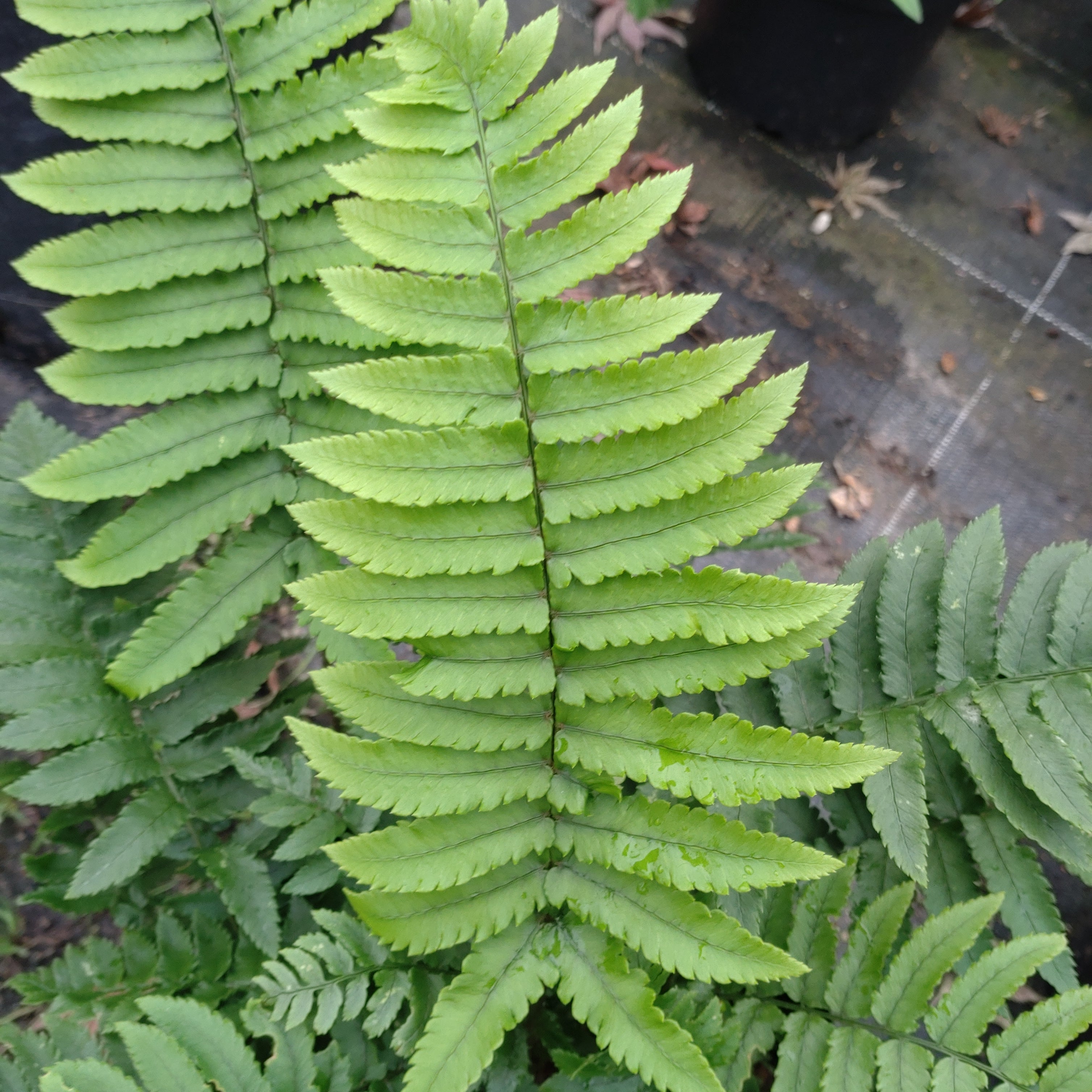 Fougère Dryopteris Atrata - Volume 3L / 20-50cm