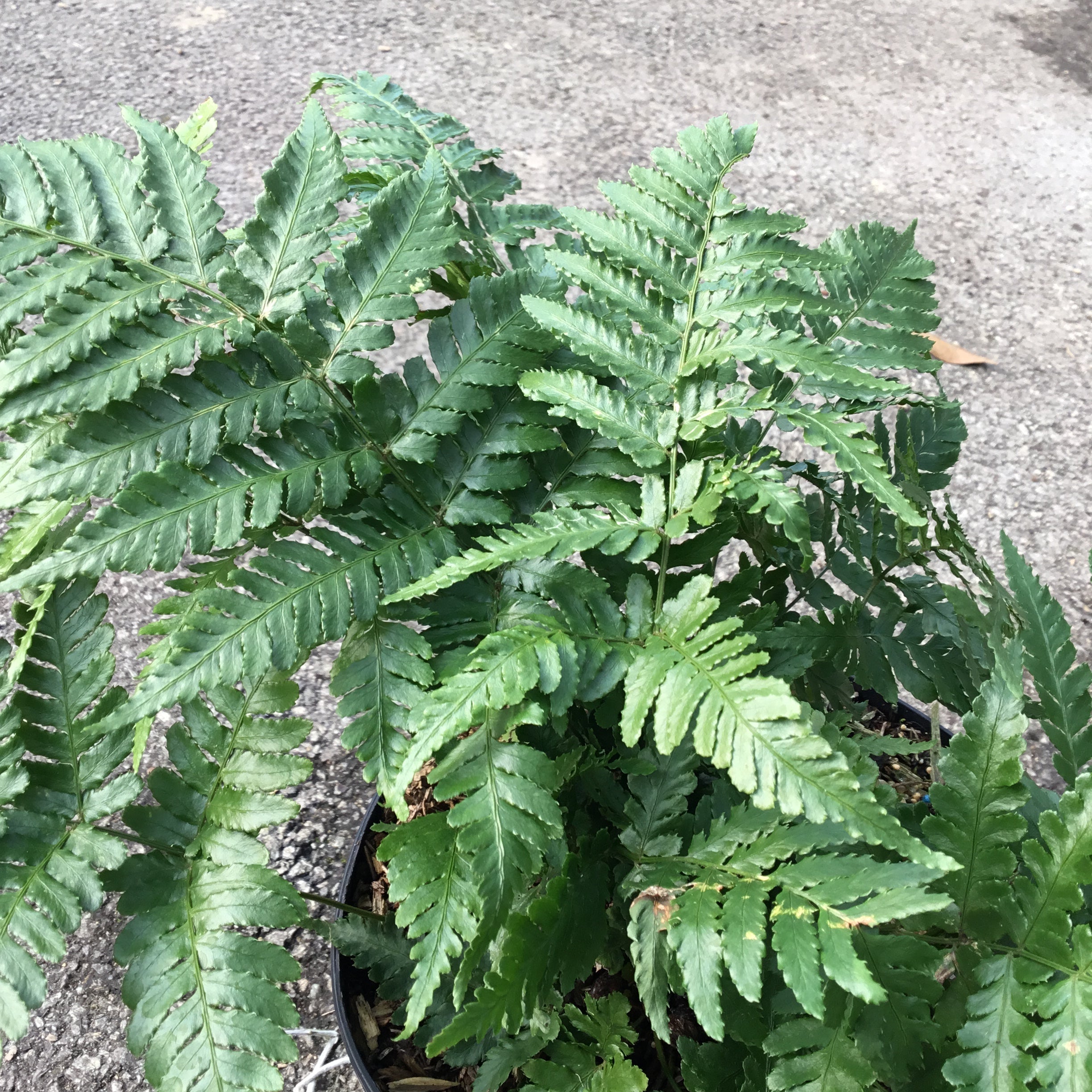 Fougère Dryopteris Erythrosora - Fougère rose cuivré