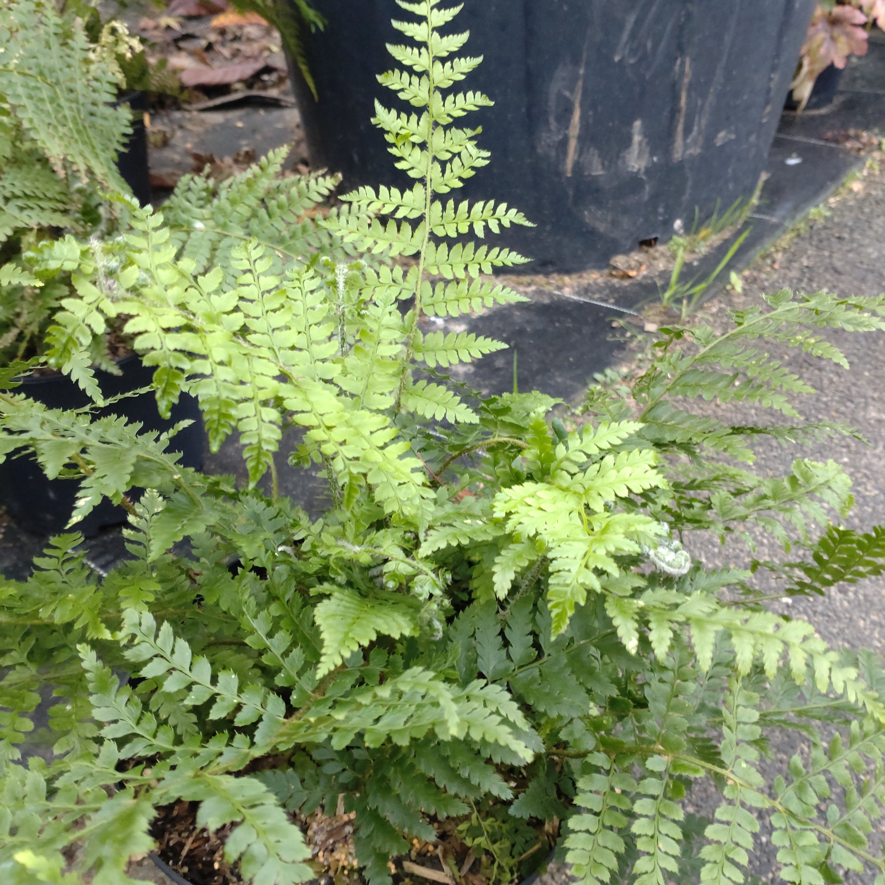 Fougère Polystichum Setiferum plumosum Densum - Volume 3L / 20-30cm