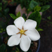 Gardenia Jasminoides Kleim's Hardy - Volume 3L / 30-40cm