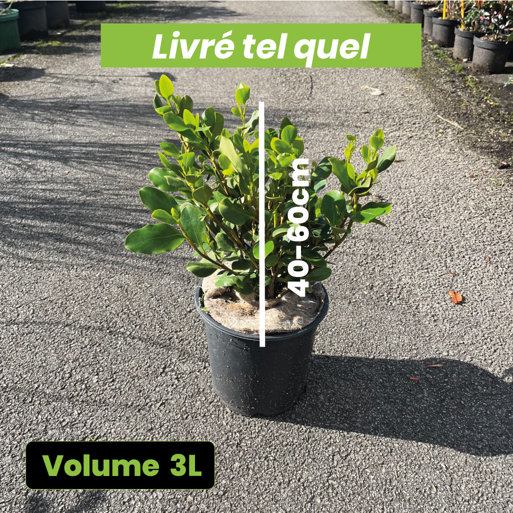 Griselinia Littoralis "Redge" - Volume 3L / 40-60cm