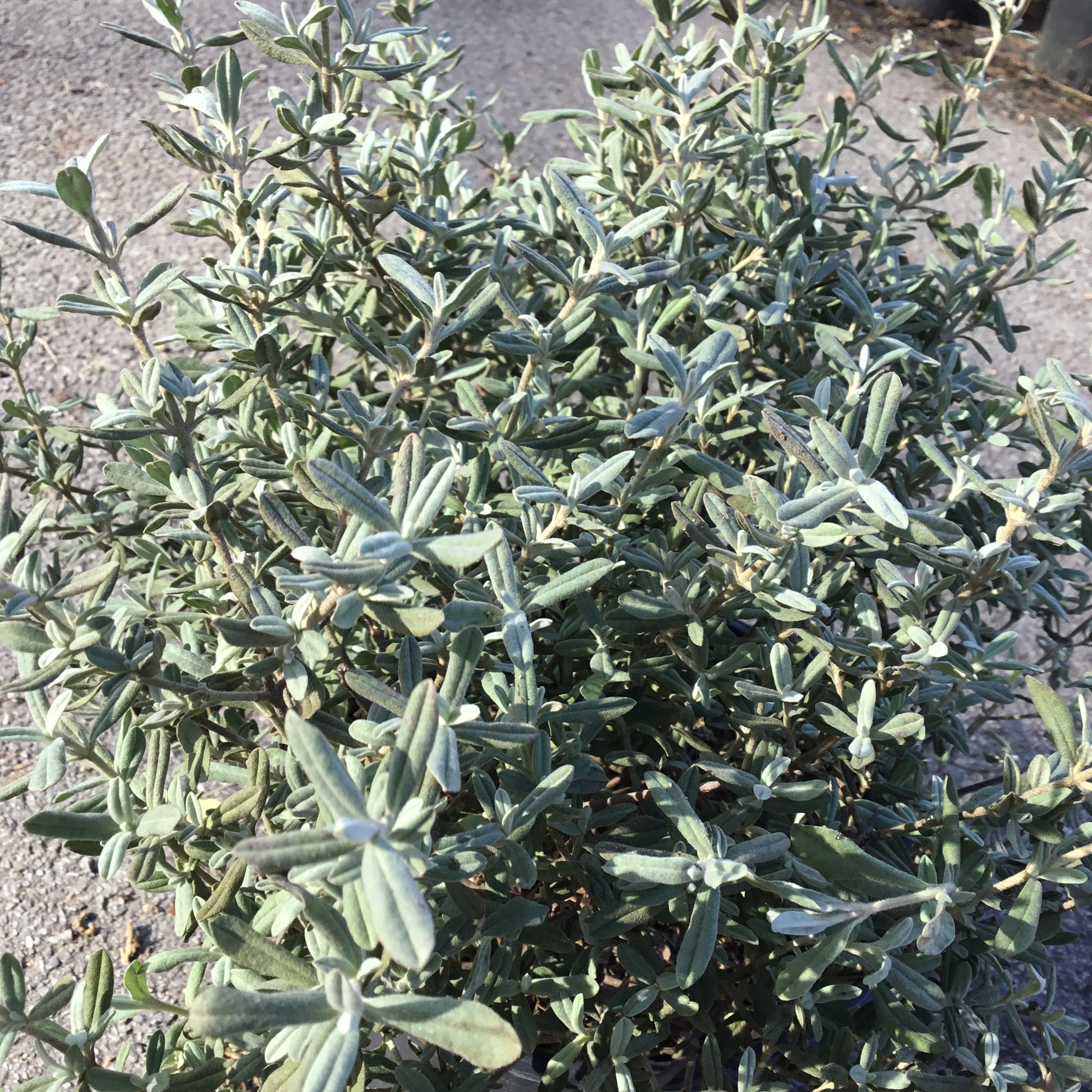 Halimium Lasianthum Formosum