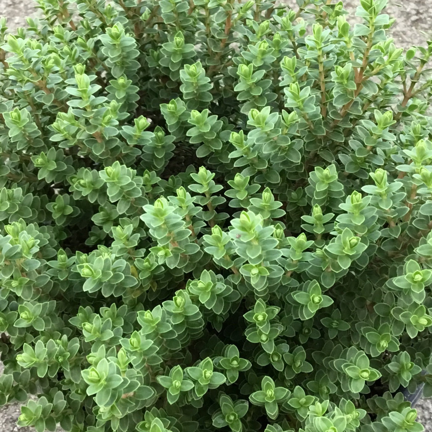 Hebe Baby Marie - Volume 3L / 20-40cm