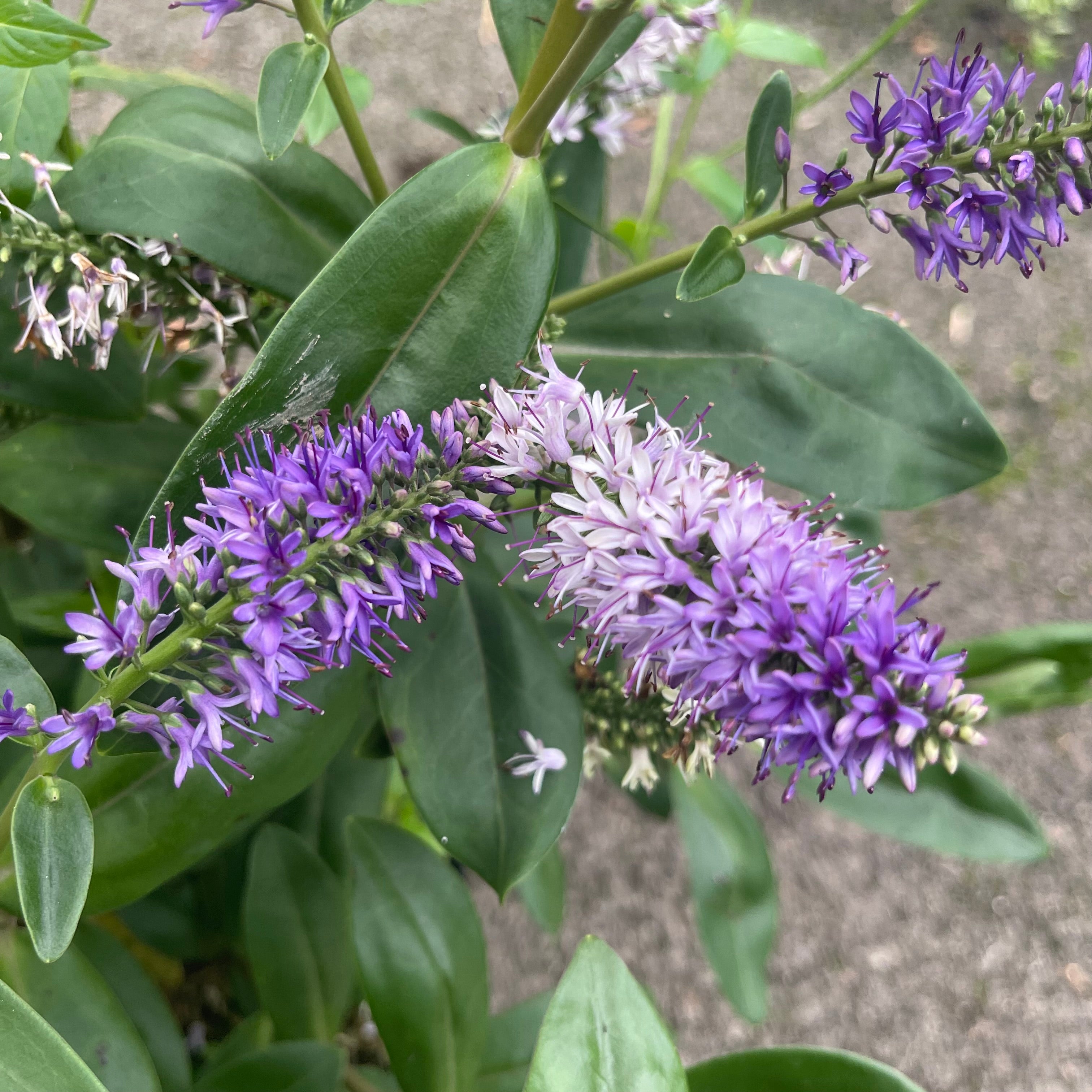 Hebe Ouessant - Volume 3L / 30-50cm