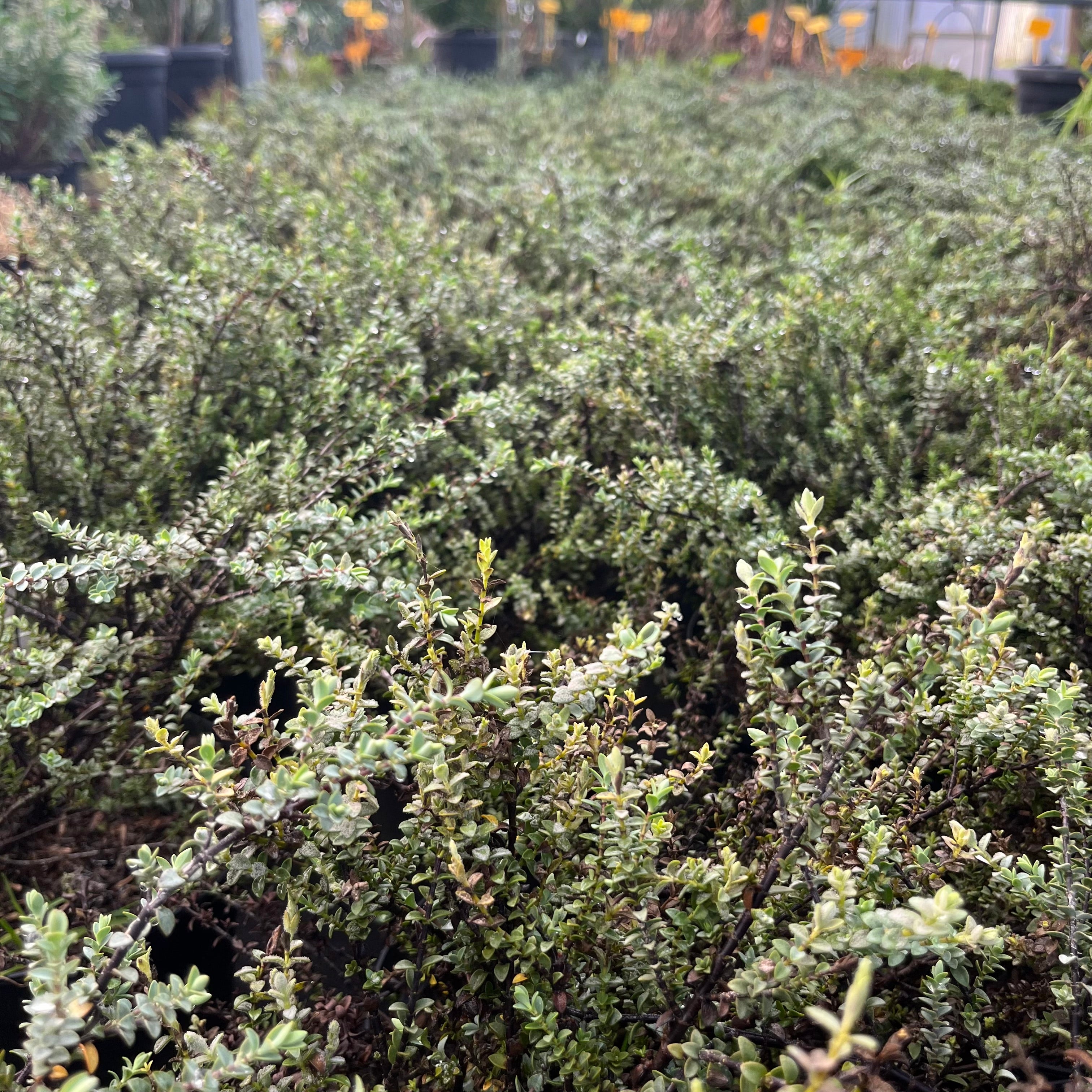 Hebe Pimeleoides Quicksilver - Véronique arbustive - Volume 3L / 30-40cm