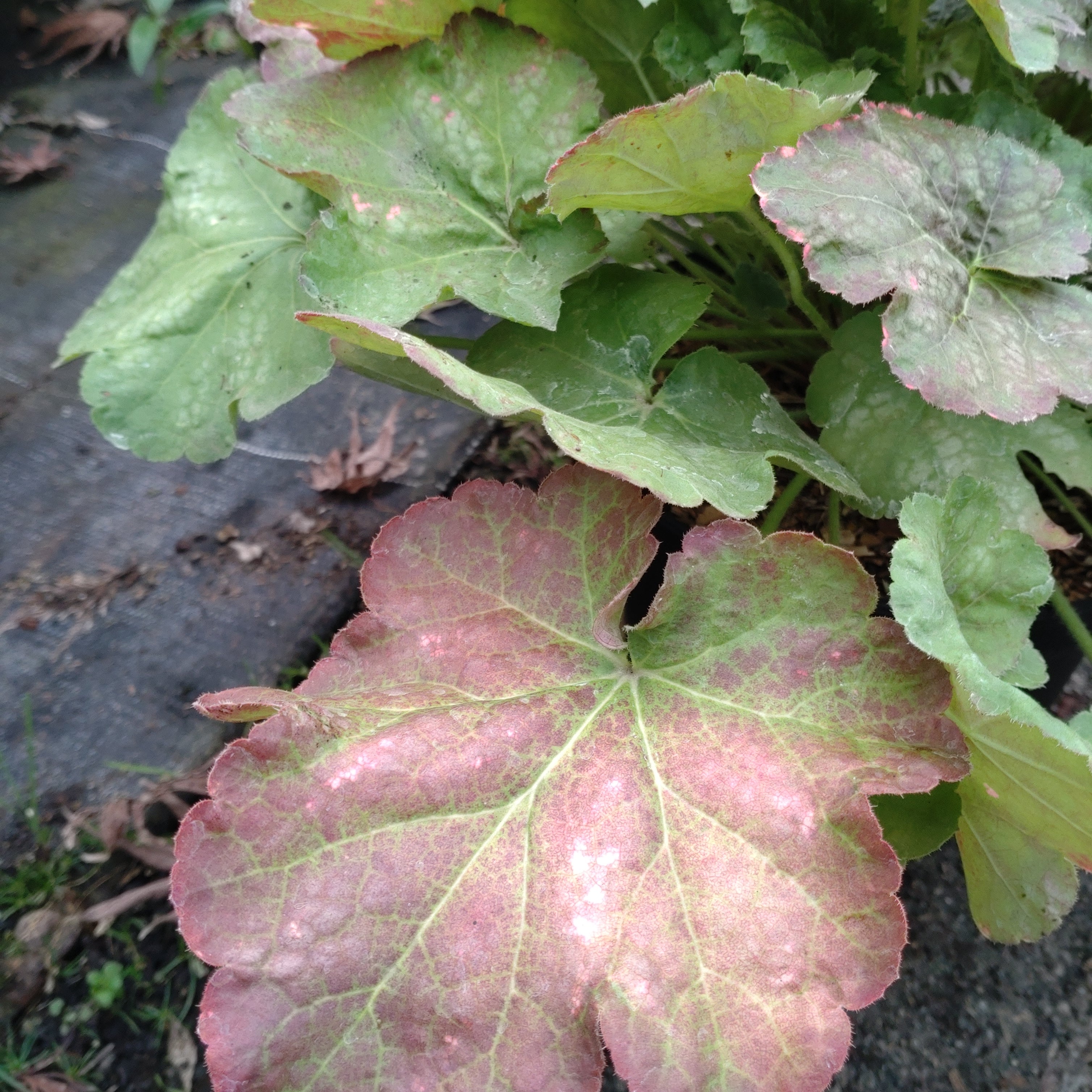 Heuchera Miracle - Volume 3L / 15-20cm