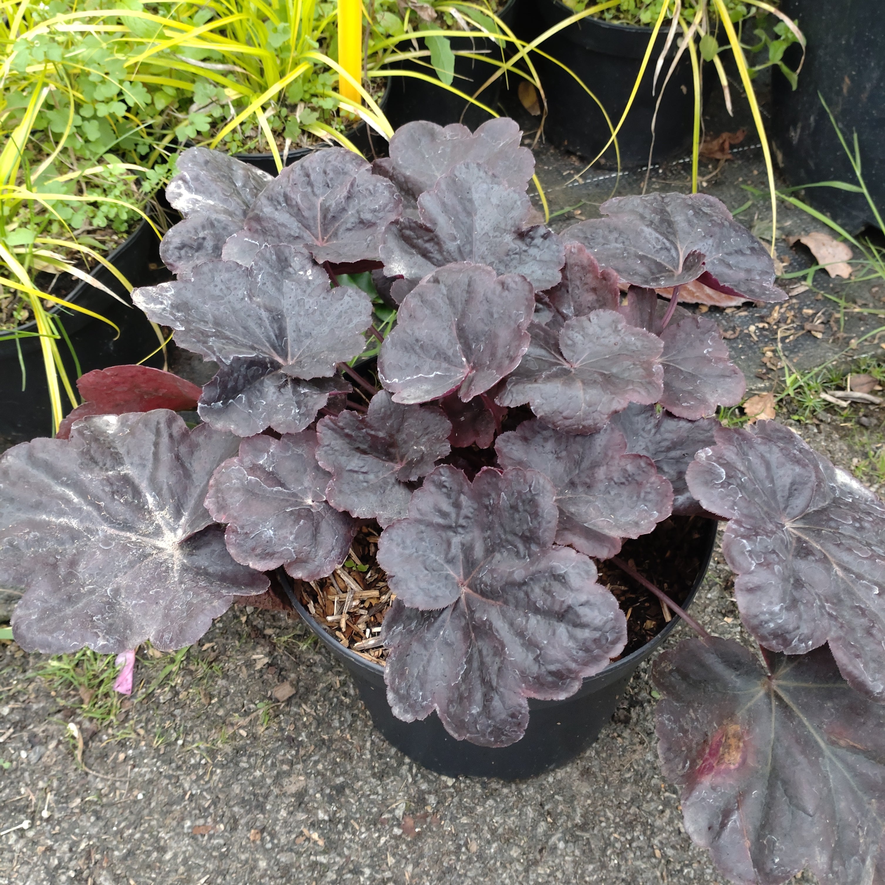 Heuchera Obsidian - Volume 3L / 15-20cm