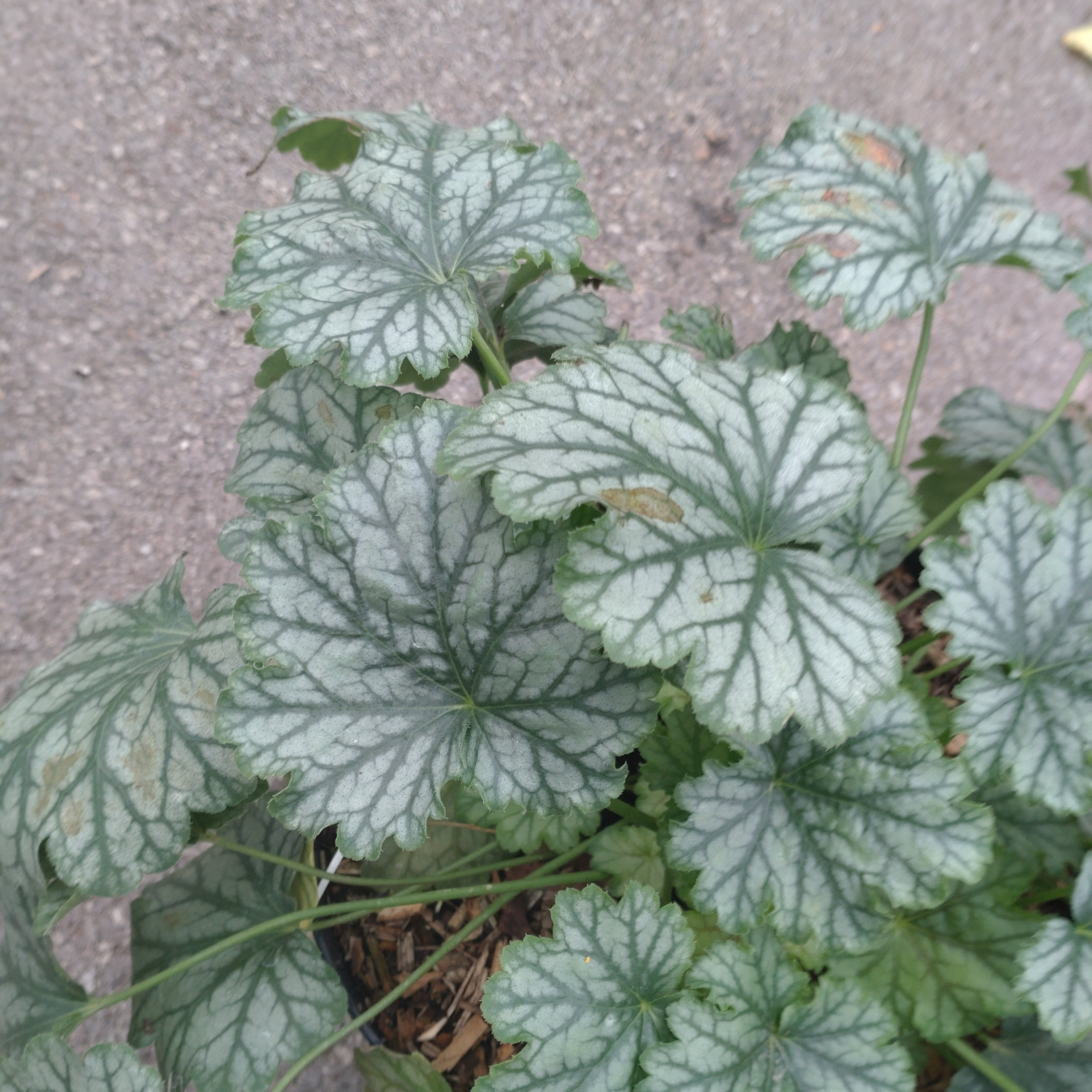 Heuchera Paris - Volume 3L / 15-20cm