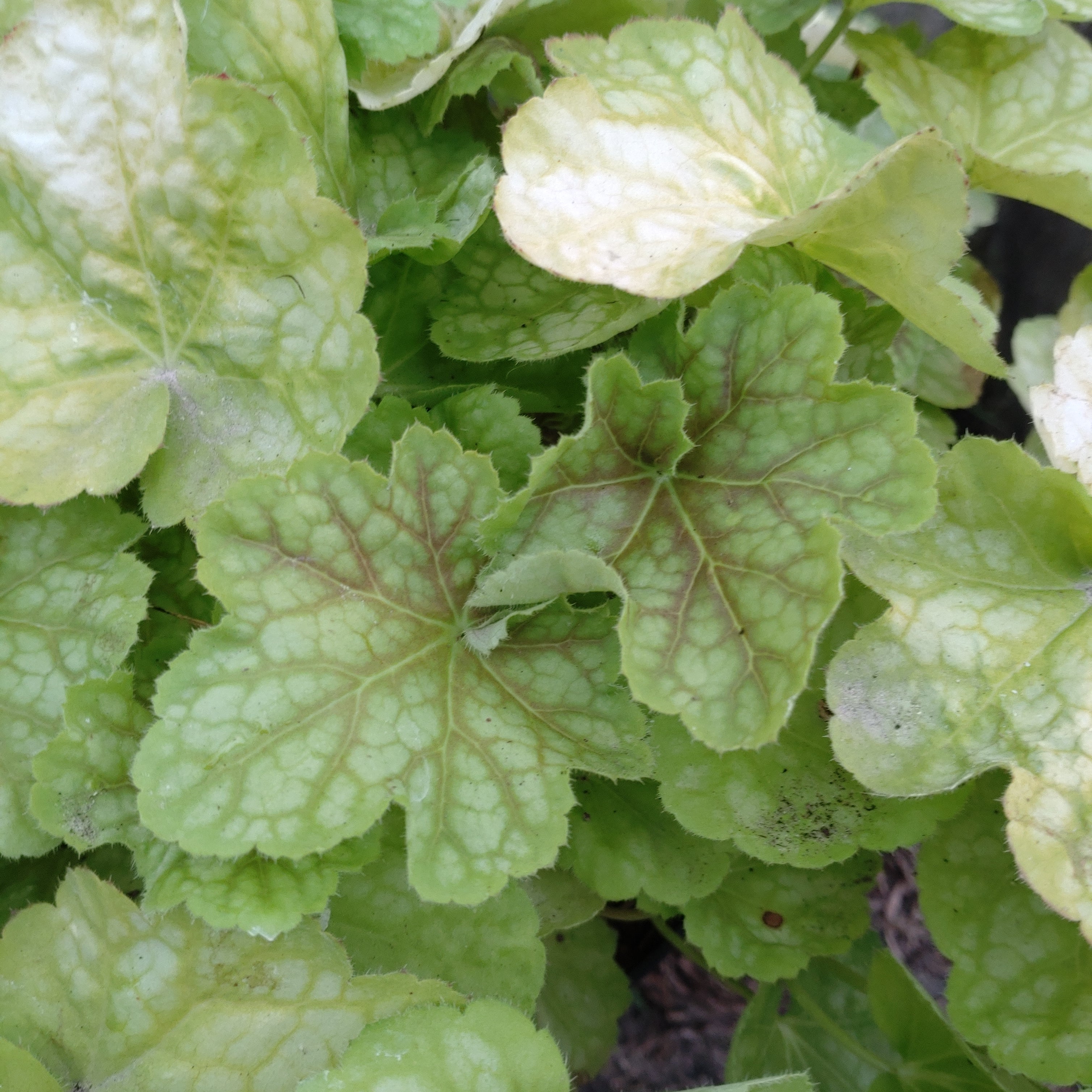 Heuchera Tiramisu - Volume 3L / 15-20cm