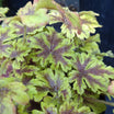 Heucherella Golden Zebra - Volume 3L / 15-20cm