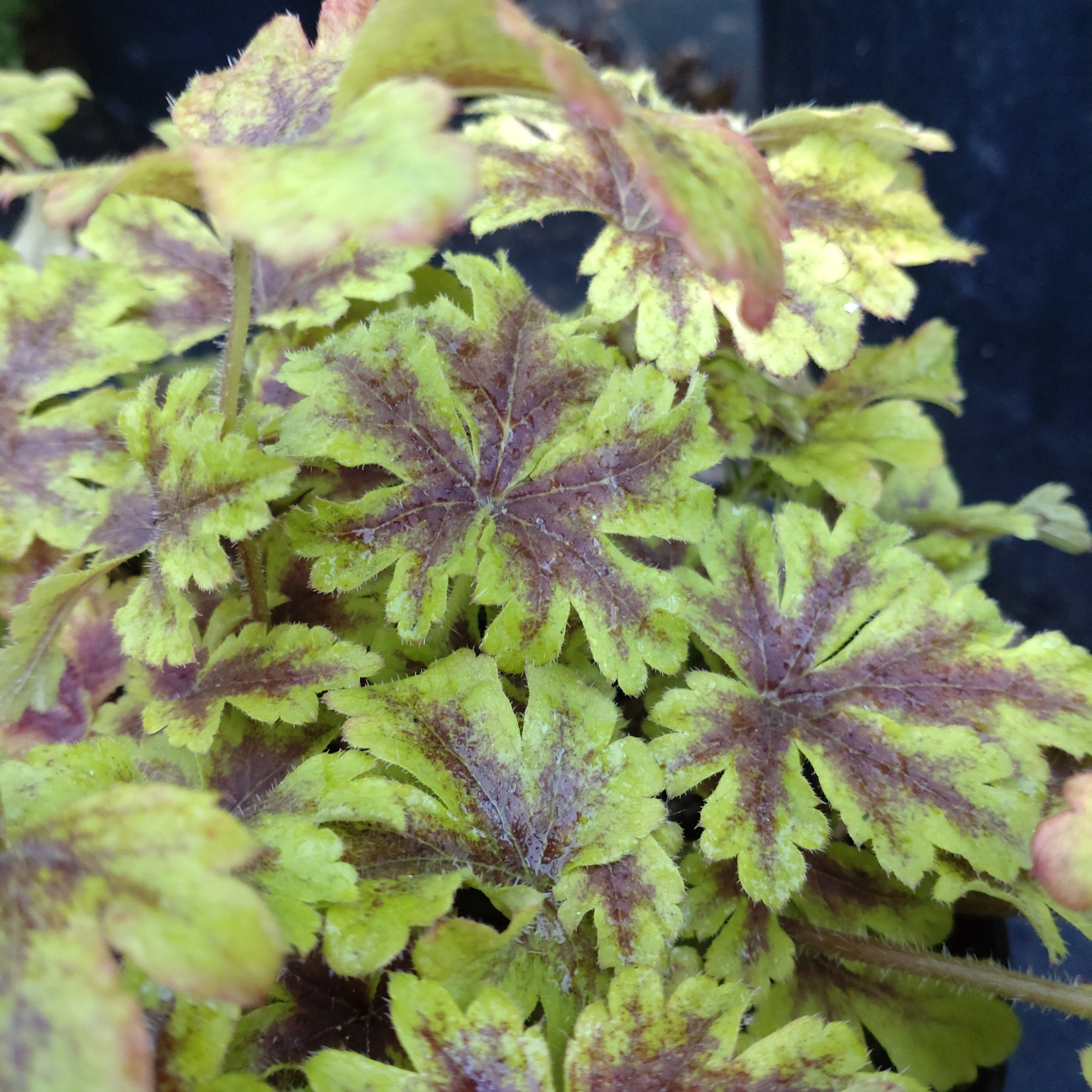 Heucherella Golden Zebra