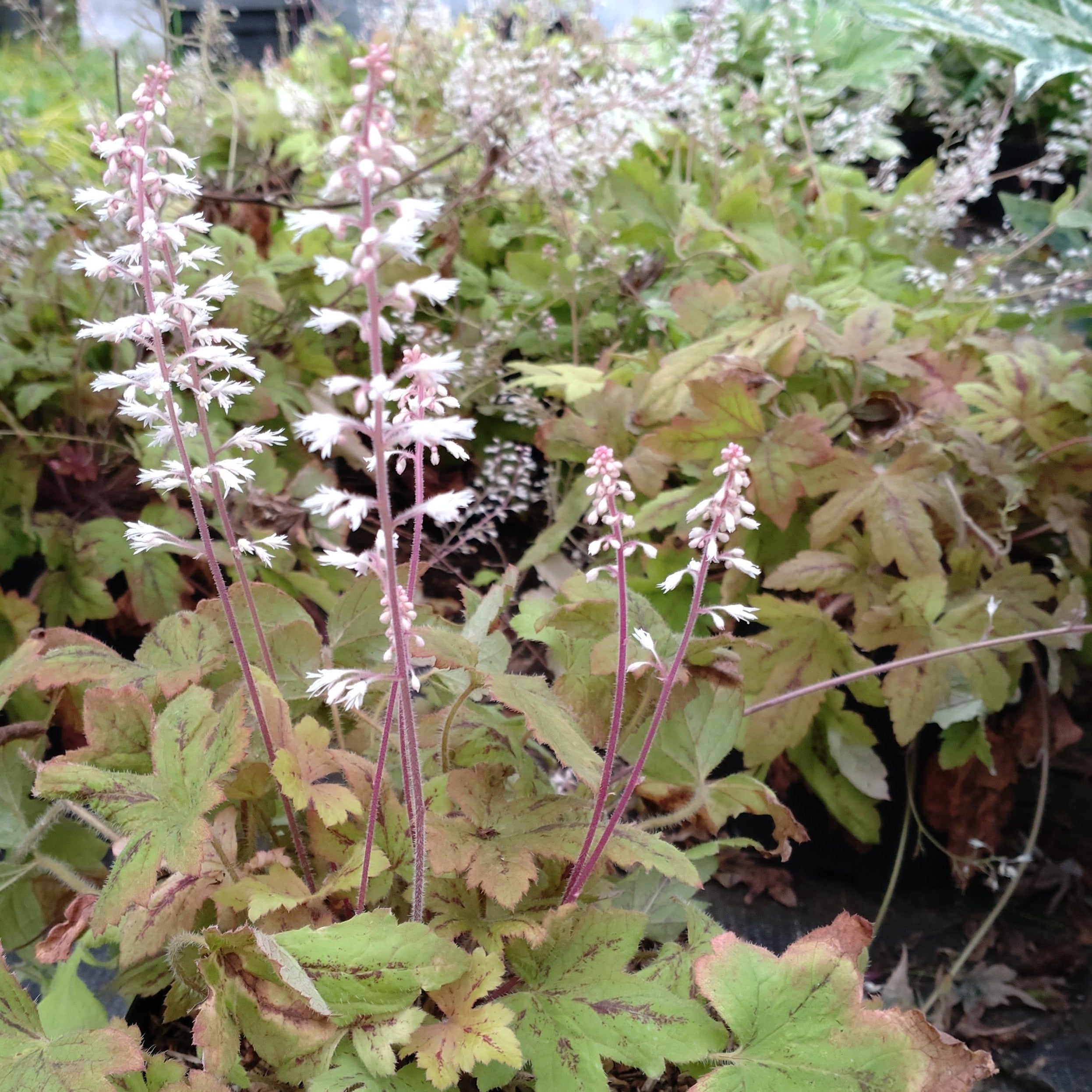 Heucherella Sunrise Falls - Volume 3L / 15-20cm