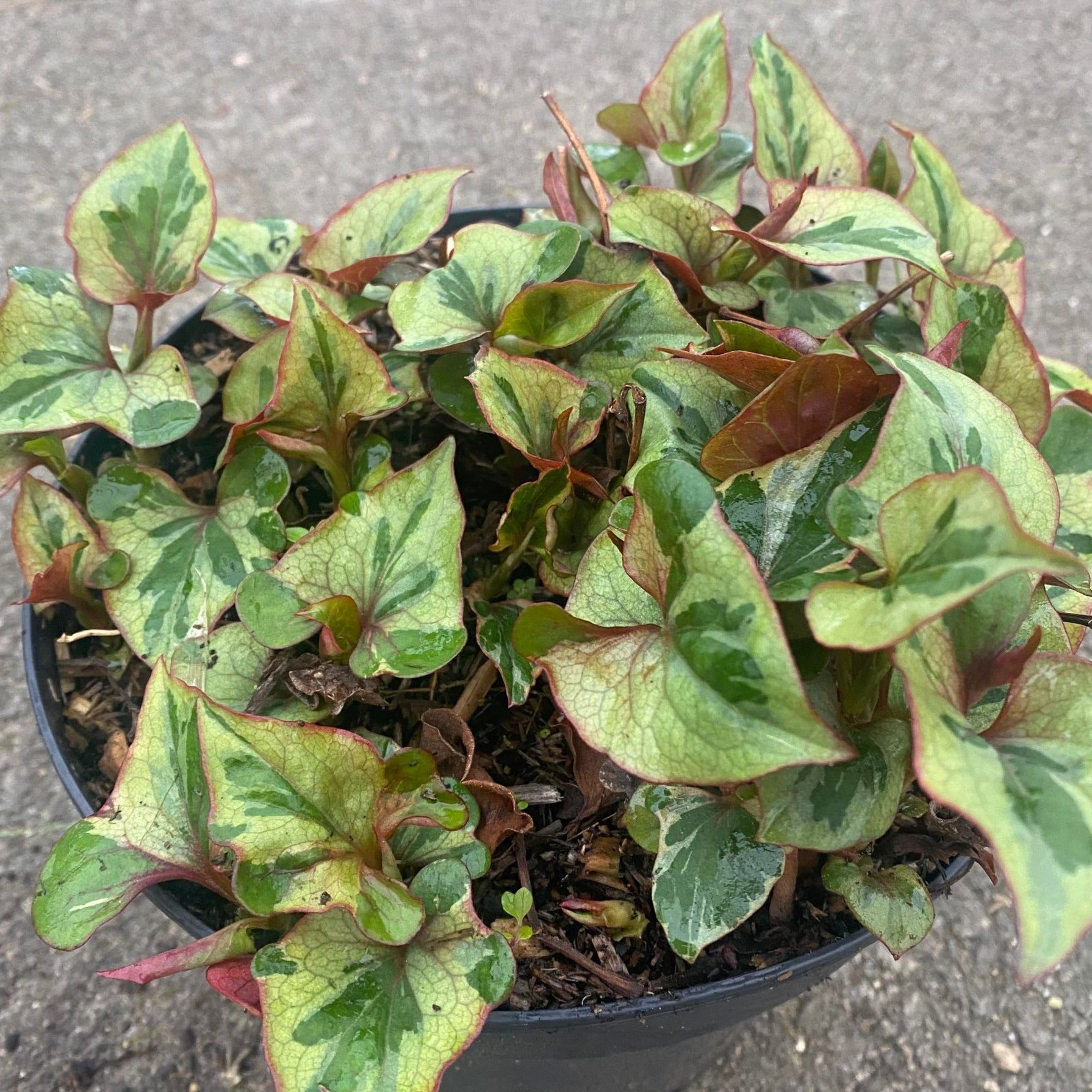 Houttuynia Cordata "Flame" - Volume 3L / 10-20cm