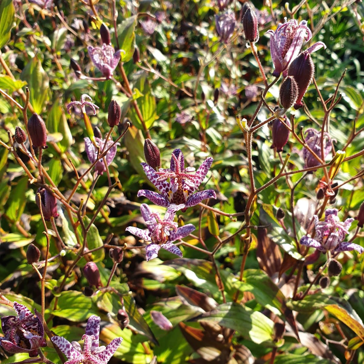 Tricyrtis hirta- Lis Orchidée