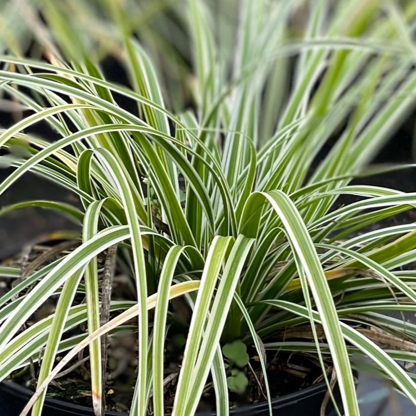 Carex oshimensis everest