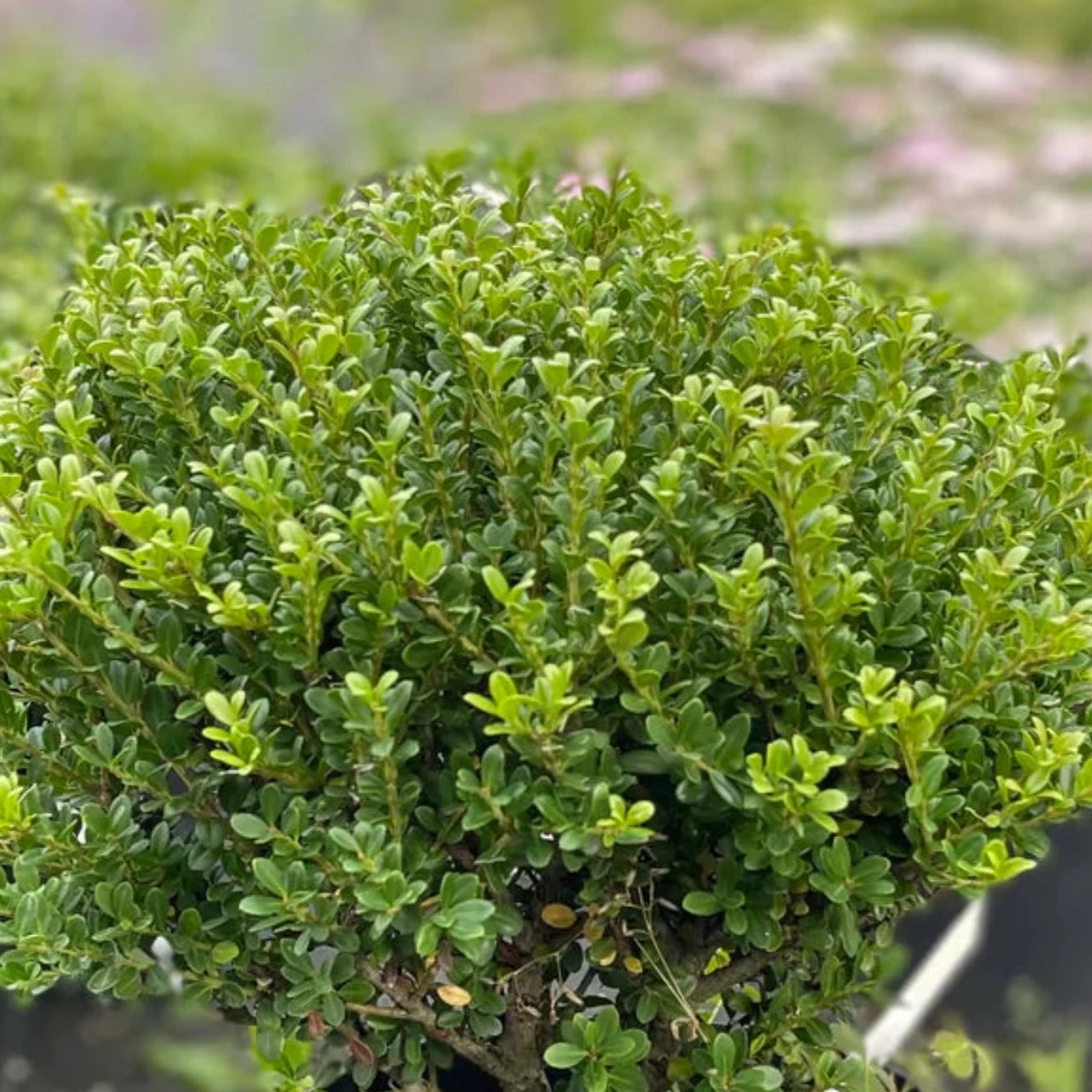 Ilex crenata glorie dwarf - Volume 3L / 20-40cm