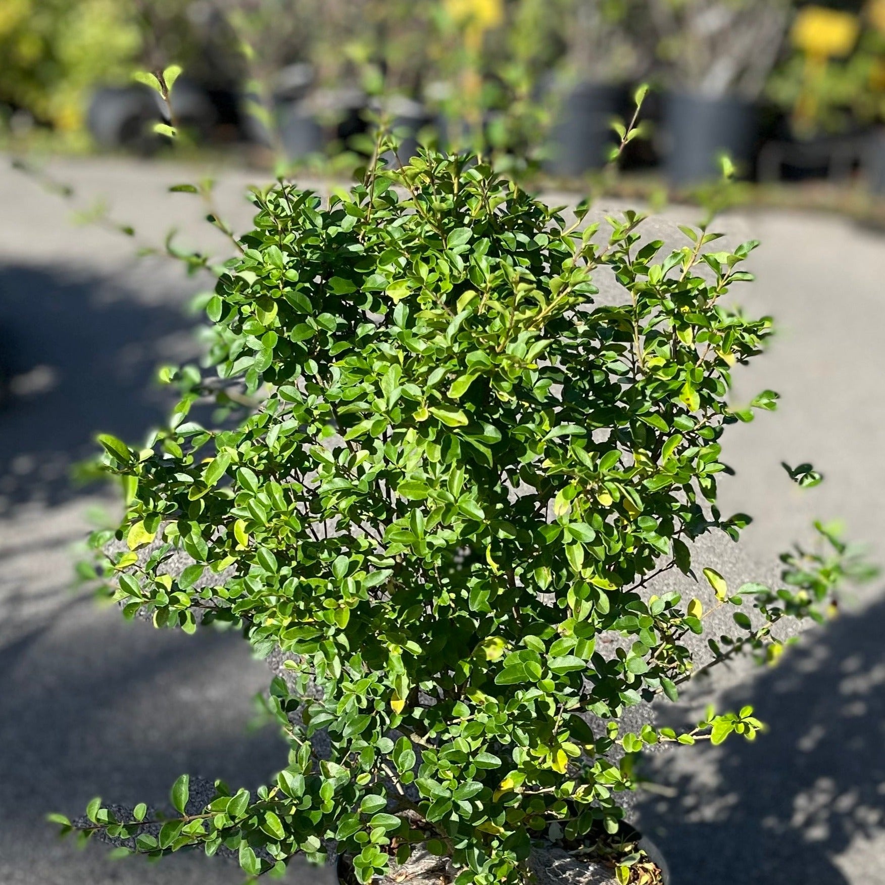 Ligustrum sinensis blanche - Volume 3L / 40-60cm