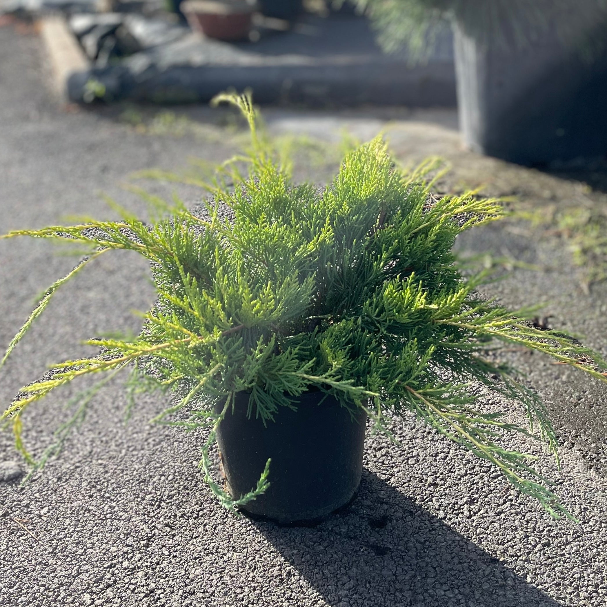 Juniperus media Pfitzeriana Aurea - Volume 3L / 30-40cm