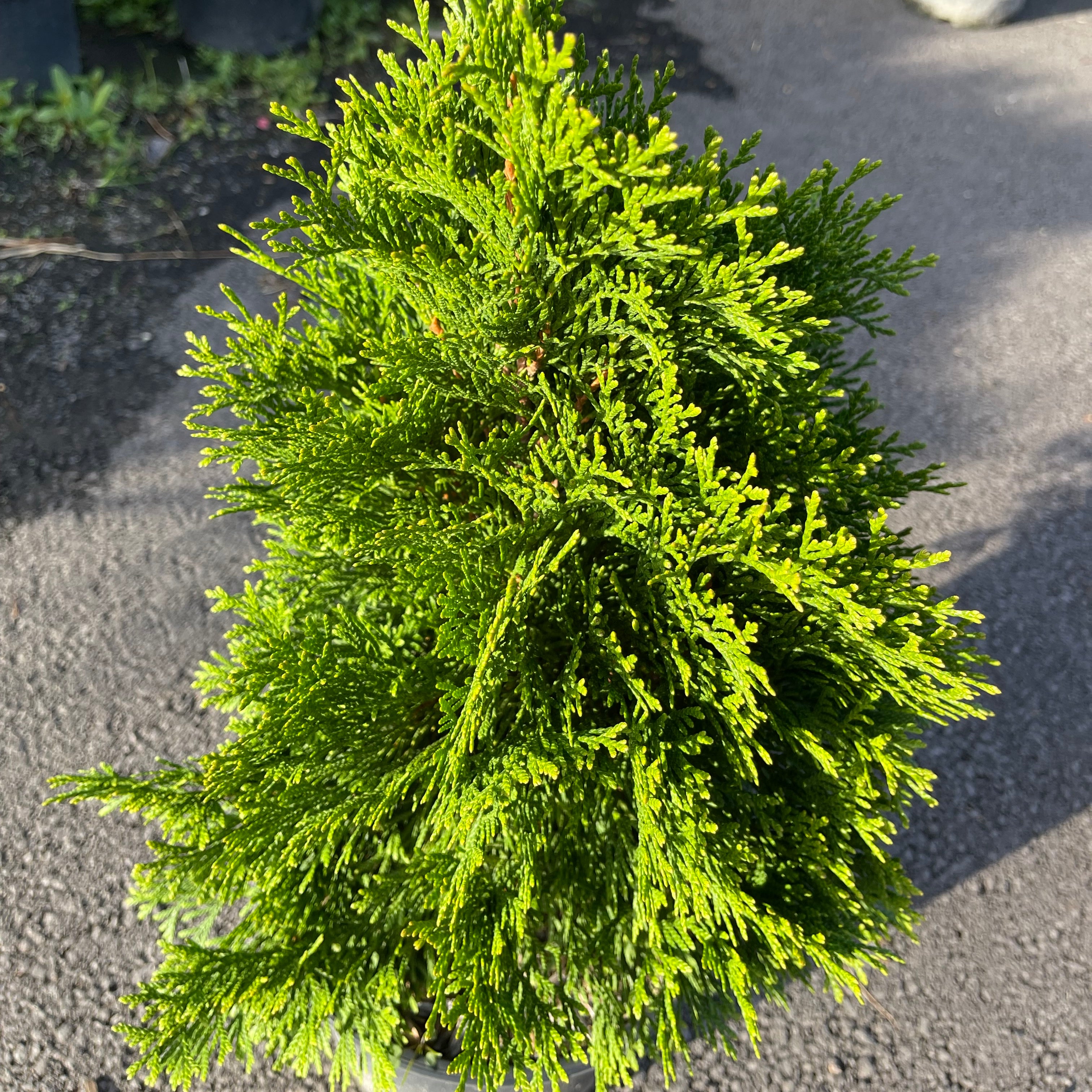 Thuya occidentalis "emeraude" - Volume 3L / 40-60cm