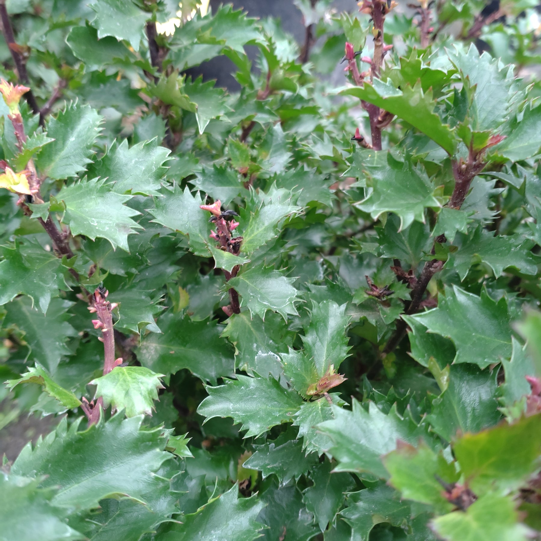 Ilex Meserveae Mondo