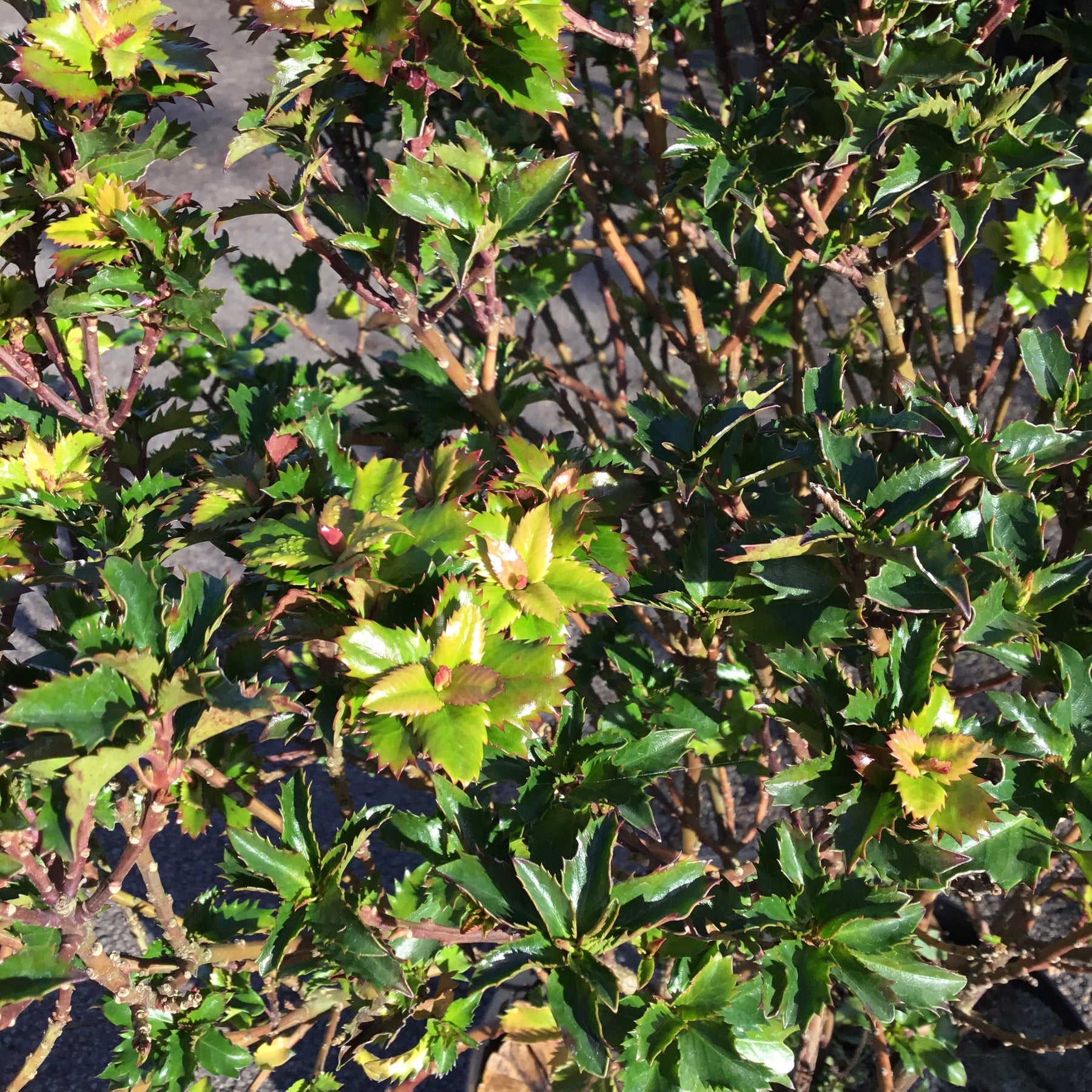 Ilex Meserveae Mondo