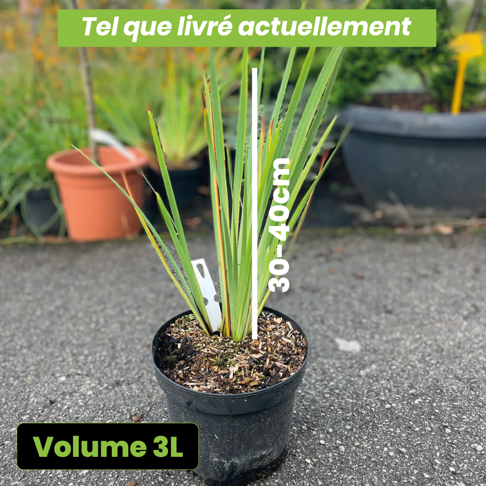 Iris sibirica ballerina dance - Volume 3L / 30-40cm