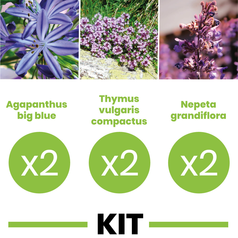 Kit massif florifère