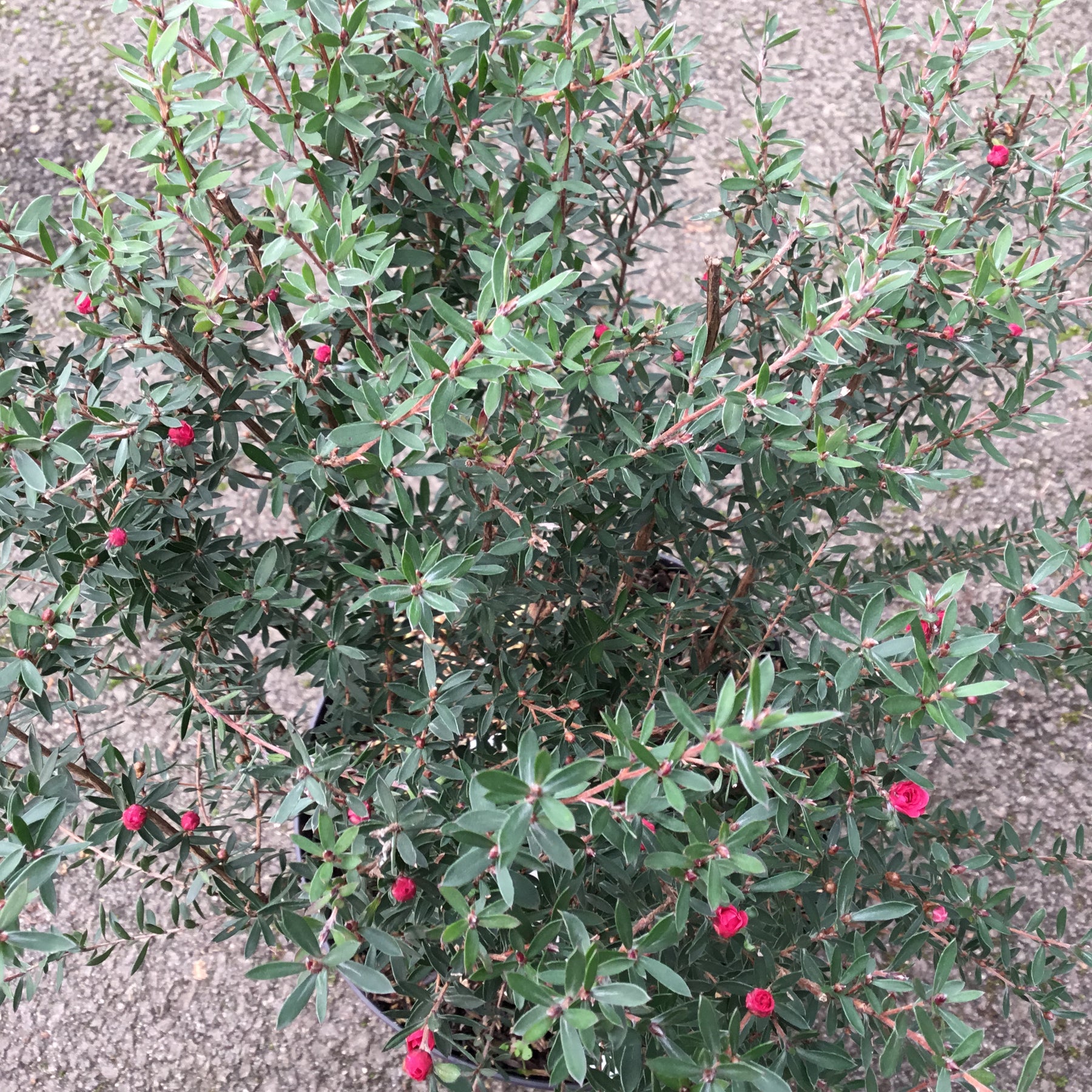 Leptospermum Scoparium Winter Cheer