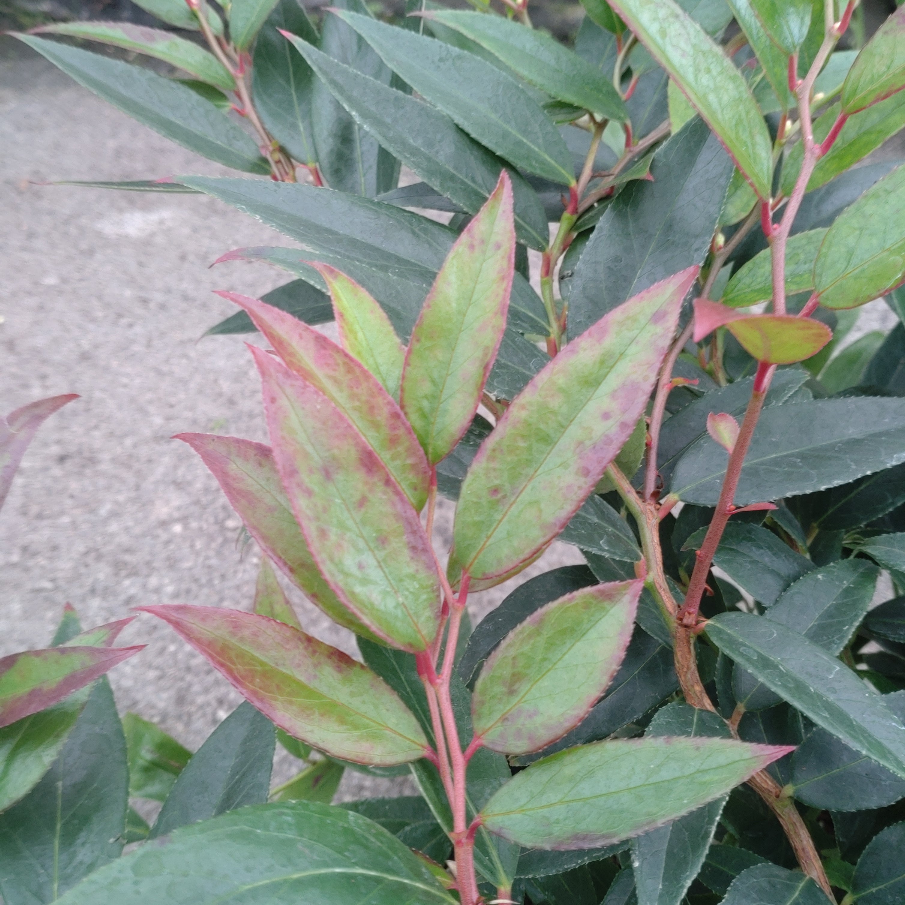 Leucothoe Fantanesiana Royal Ruby - Volume 3L / 30-50cm