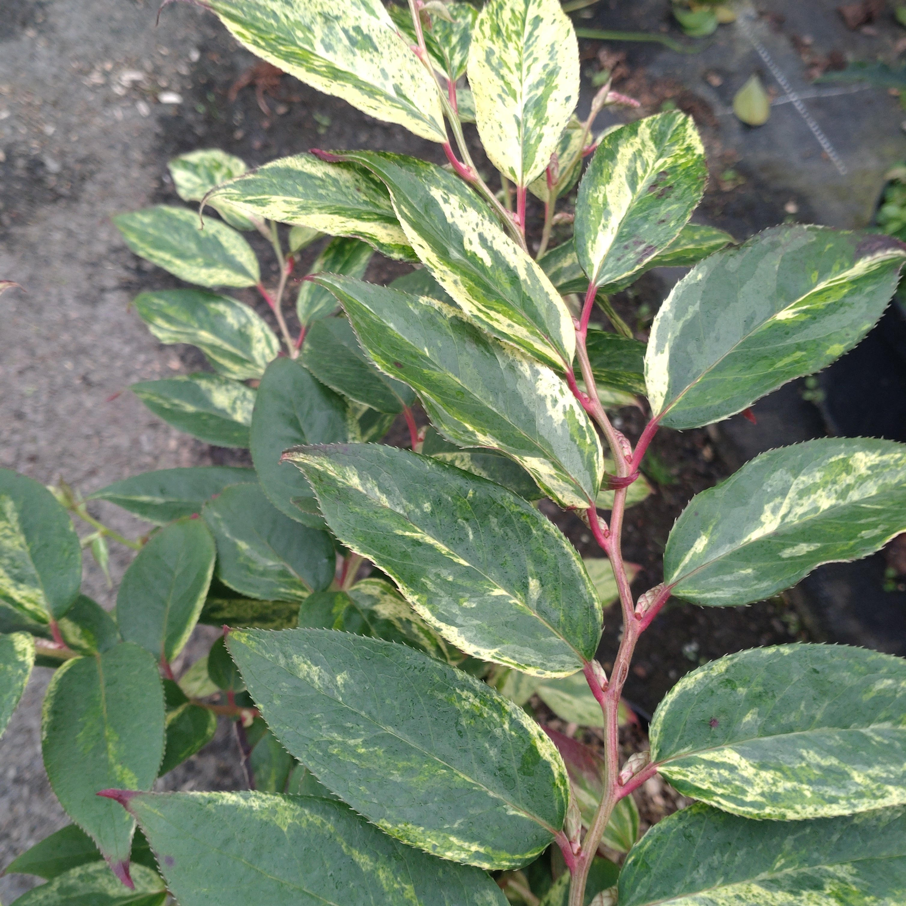 Leucothoe Walterii Rainbow - Volume 3L / 30-50cm