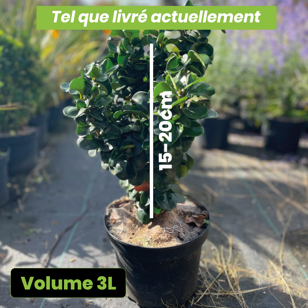 Ligustrum japonicum "coriaceum" blanche - Volume 3L / 15-20cm