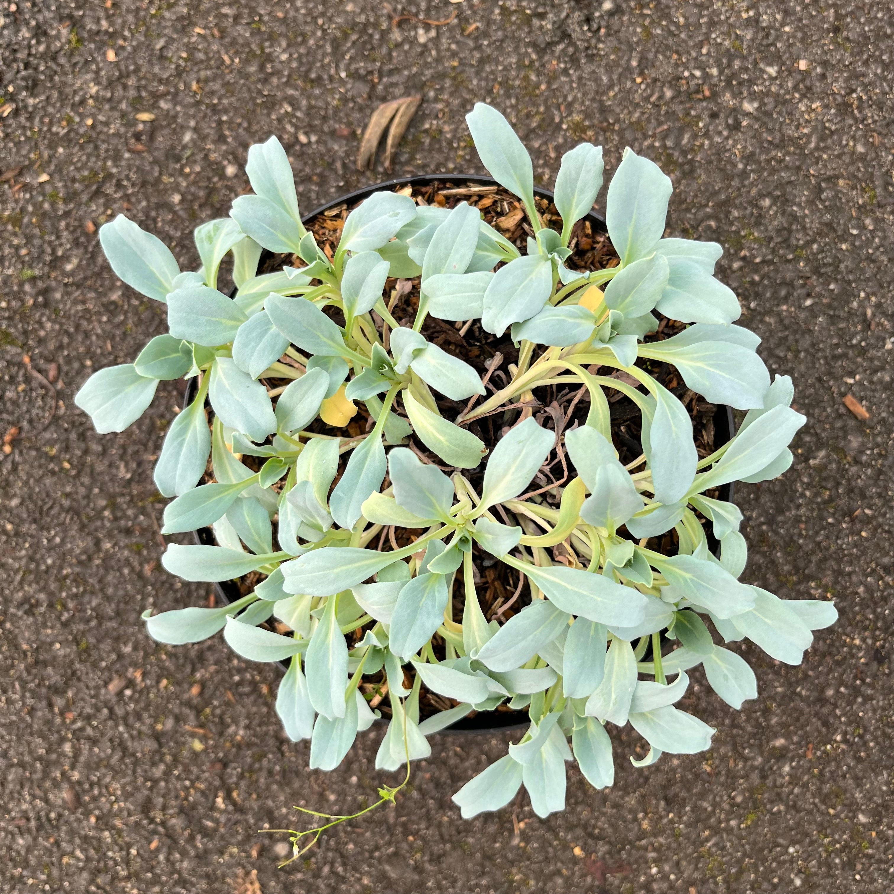 Mertensia Maritima - Huître végétale - Volume 3L / 10-20cm
