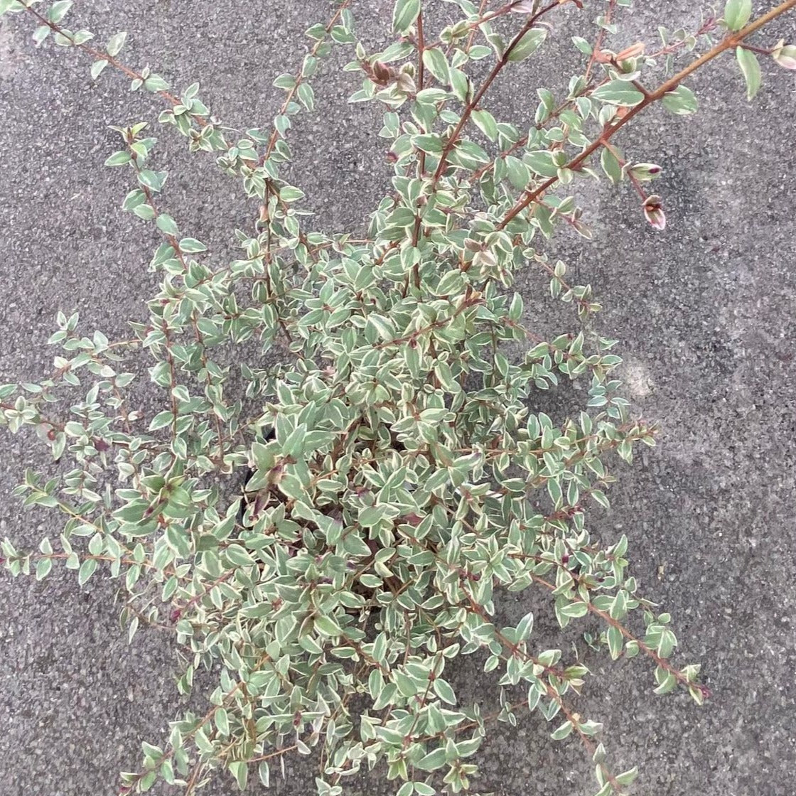 Myrtus Ugni Flambeau - Goyave du Chili