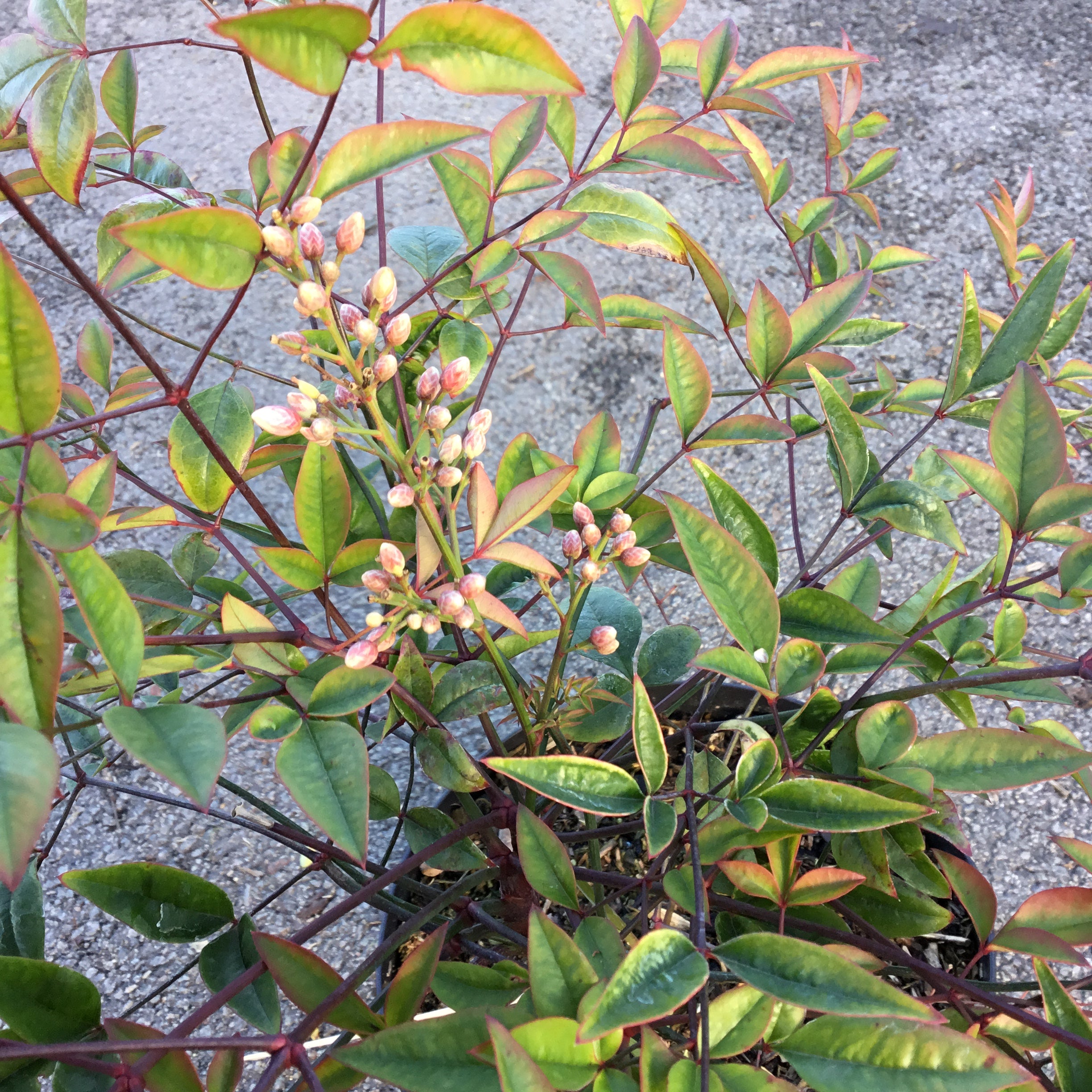Nandina Domestica Moyer's Red - Volume 3L / 30-50cm
