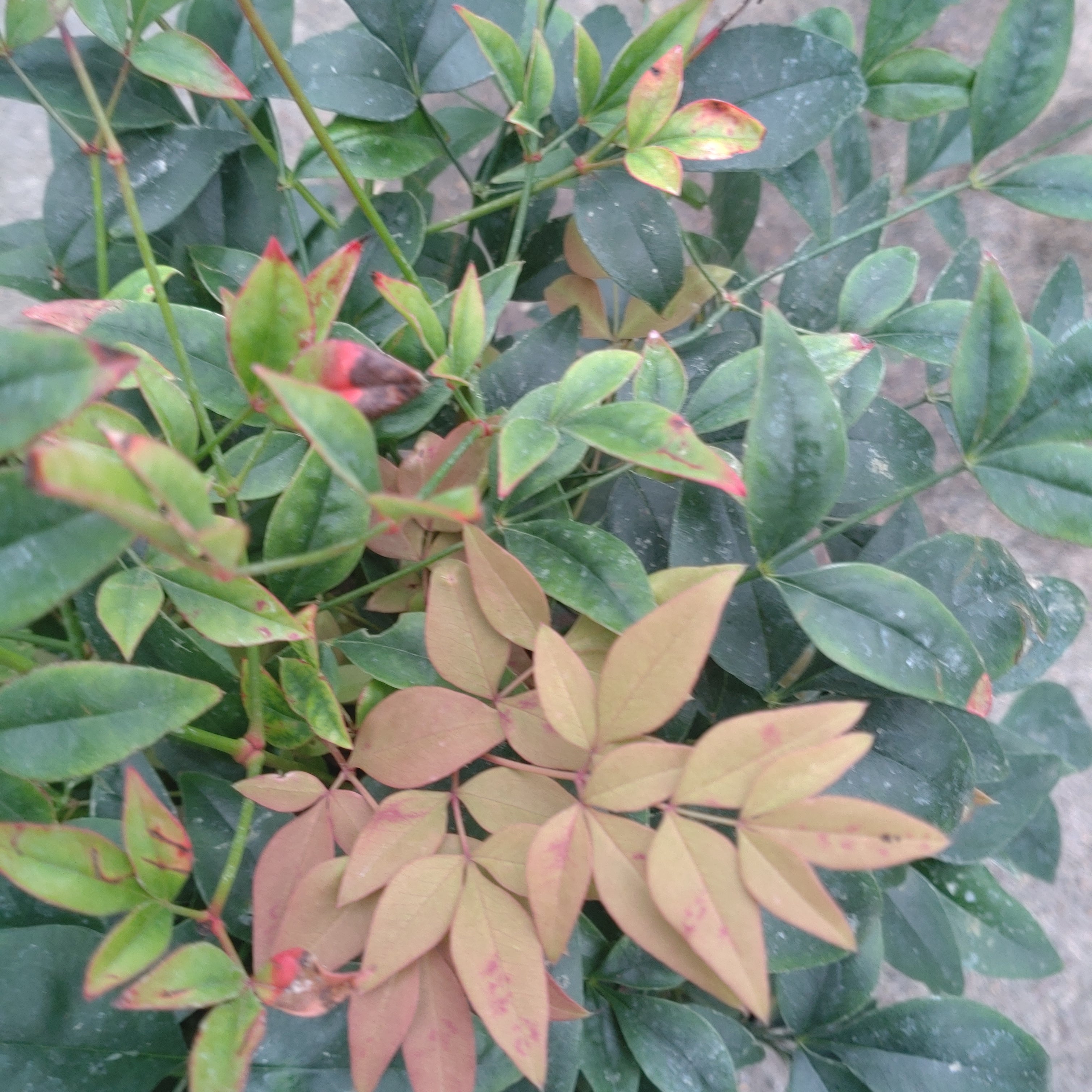 Nandina Domestica Obsessed Seika - Volume 3L / 40-60cm