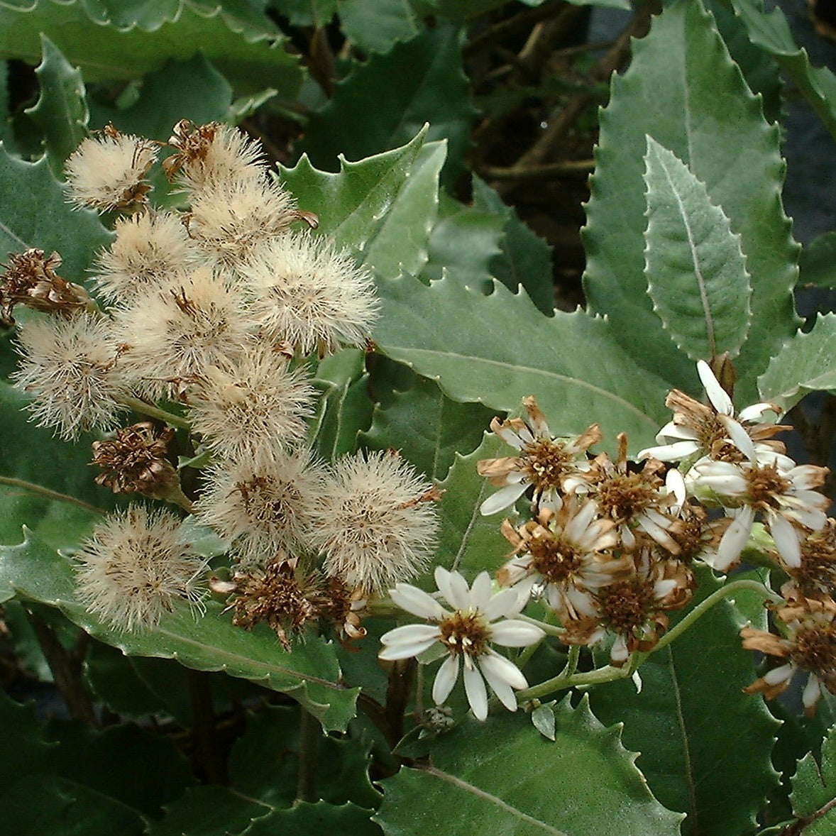Olearia Macrodonta Major - Volume 3L / 30-50cm