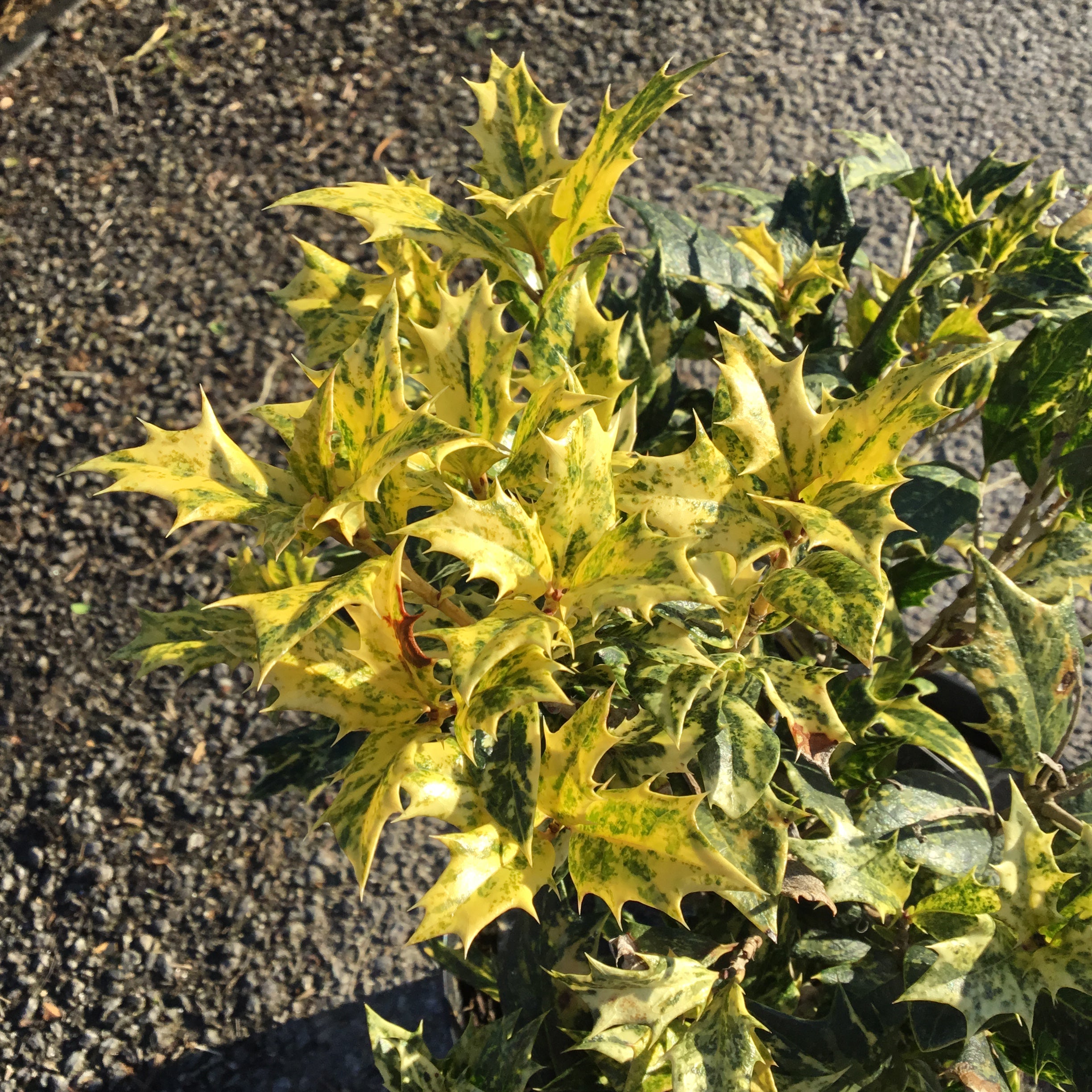 Osmanthus Heterophyllus Goshiki (Tricolor) - Volume 3L / 30-40cm