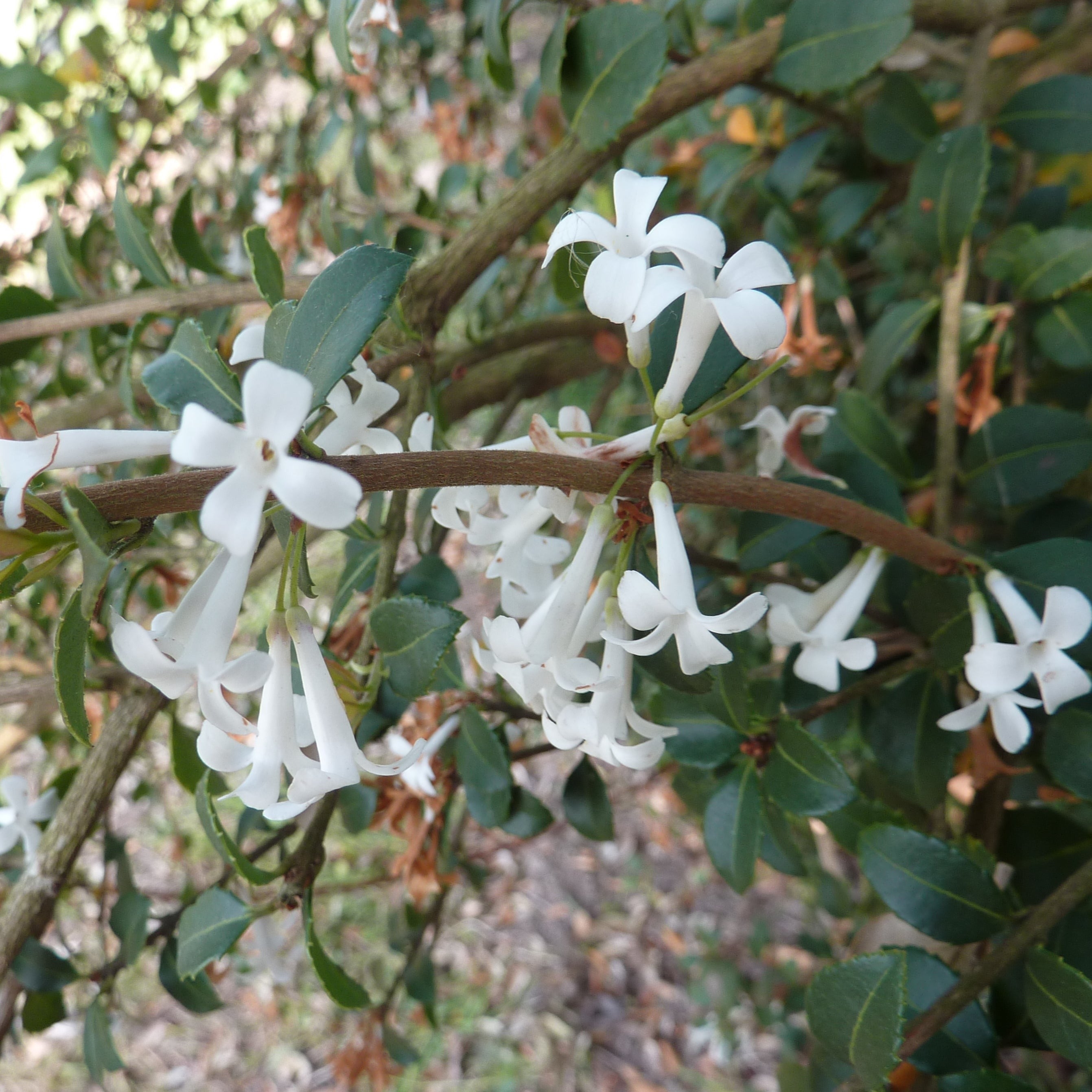 Osmanthus Delavayi - Volume 3L / 30-40cm
