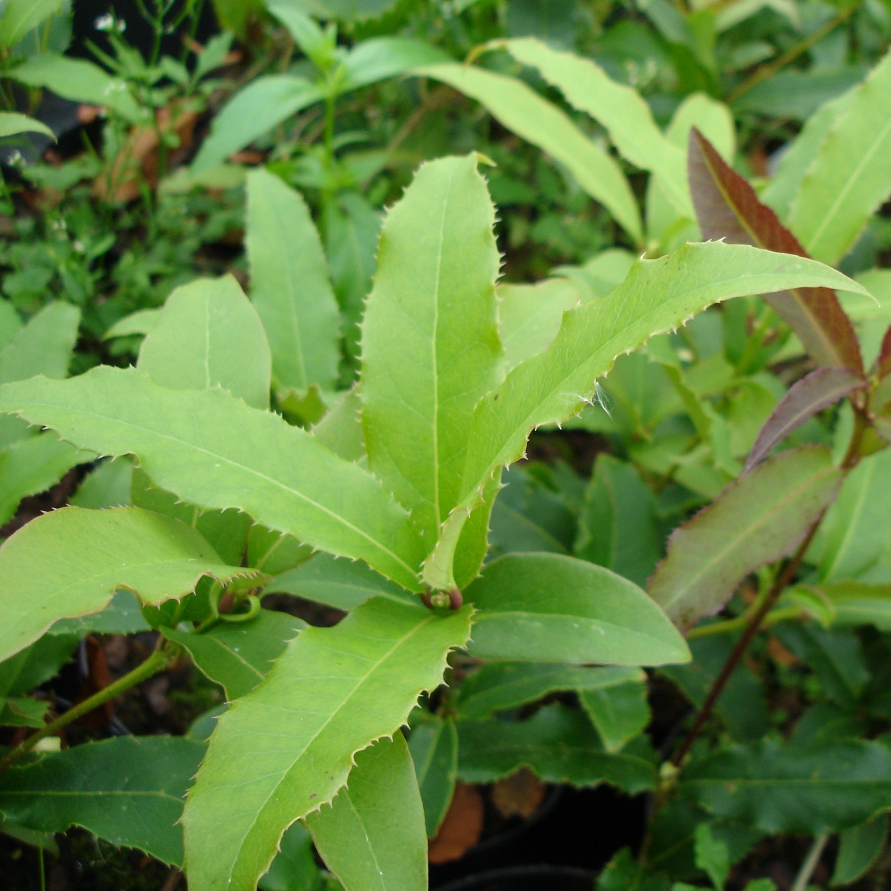 Osmanthus Yunnanensis