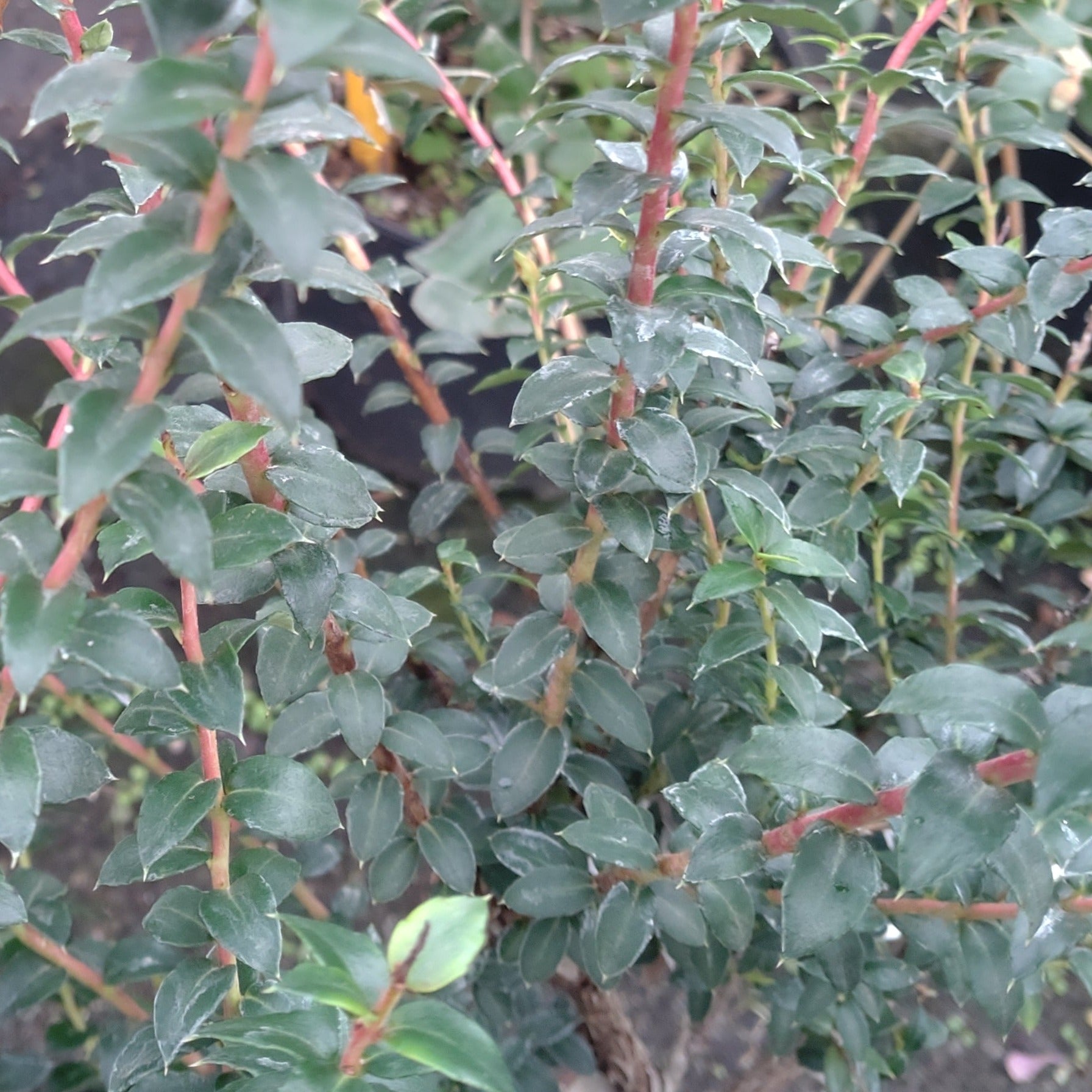 Pernettya Mucronata Bell's Seedling - Volume 3L / 40-60cm