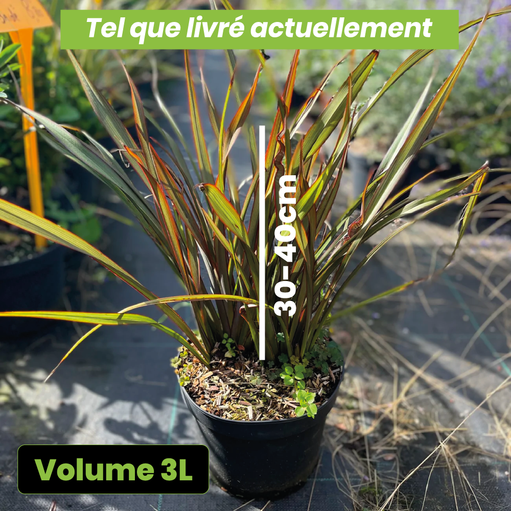 Phormium surfer bronze - Volume 3L / 30-40cm