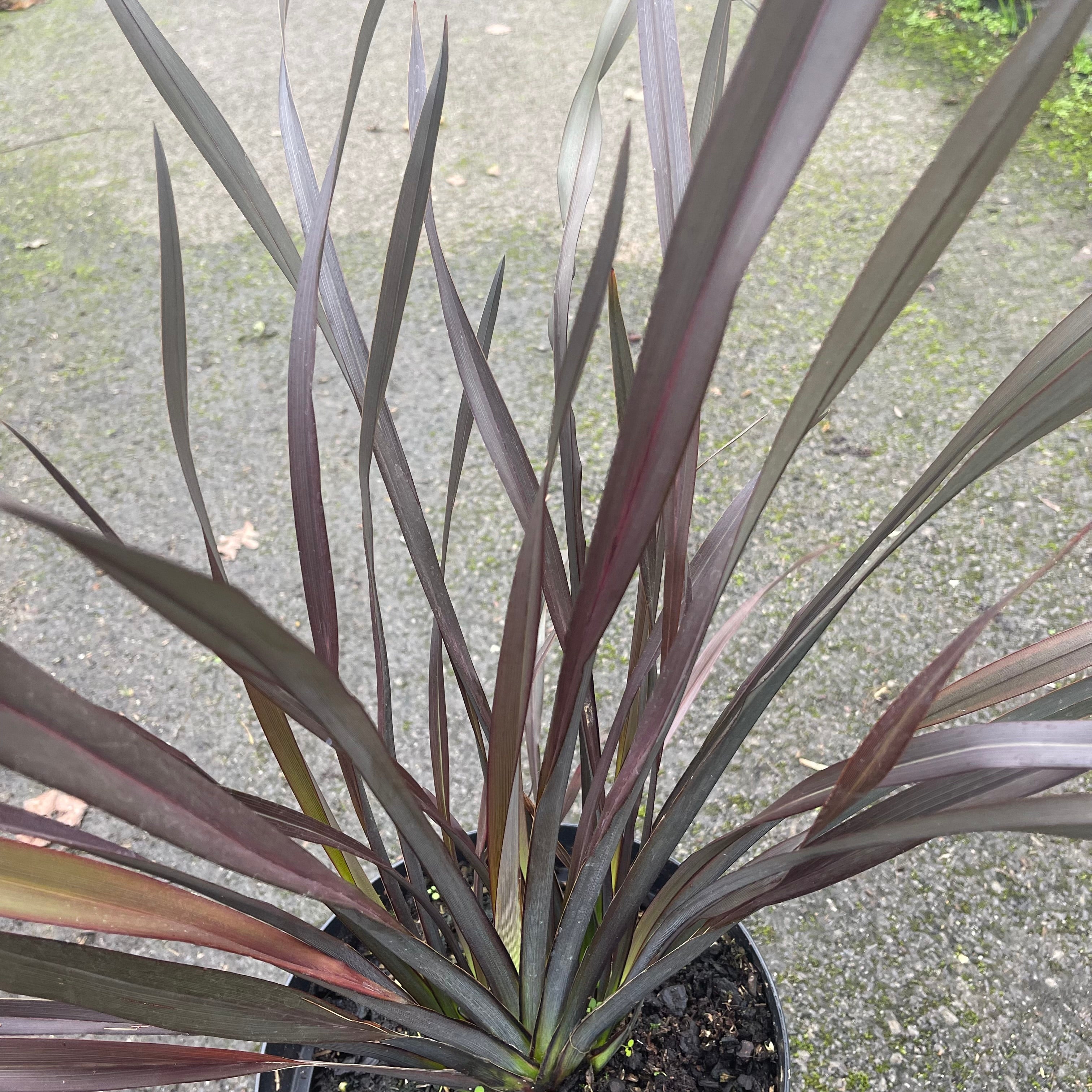 Phormium Platts Black - Volume 3L / 40-60cm
