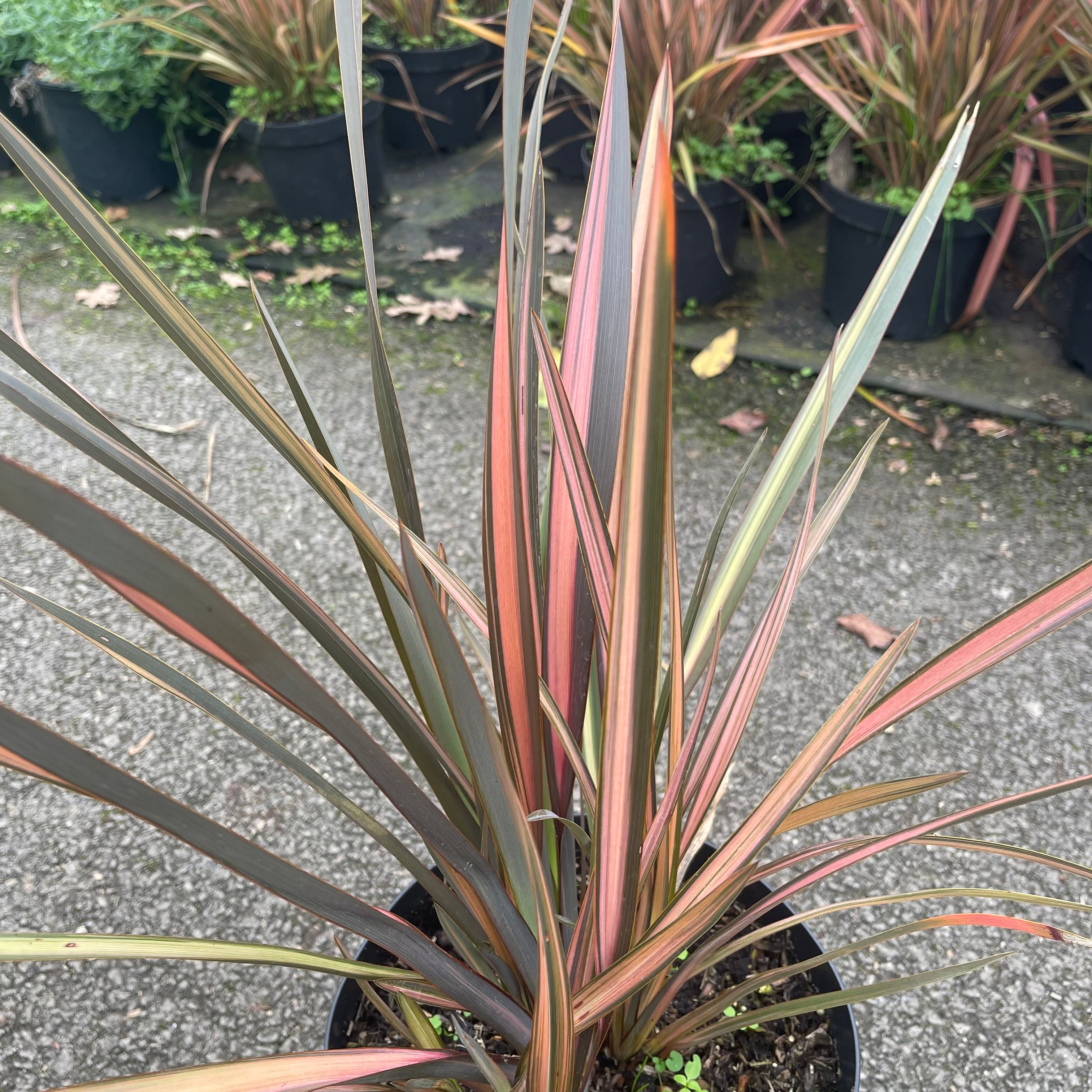 Phormium Rainbow Maiden - Volume 3L / 40-60cm
