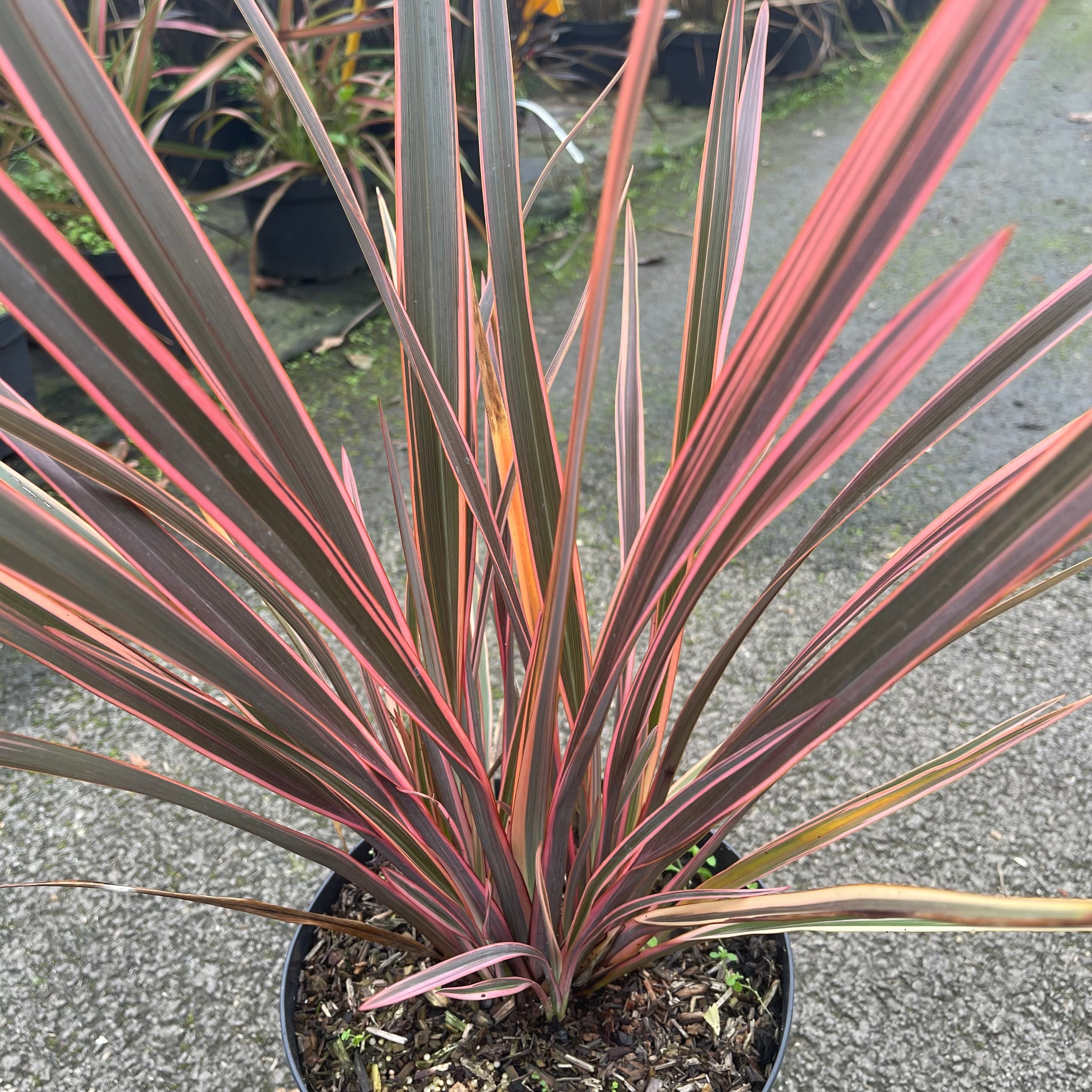 Phormium Rainbow Queen - Volume 3L / 40-60cm