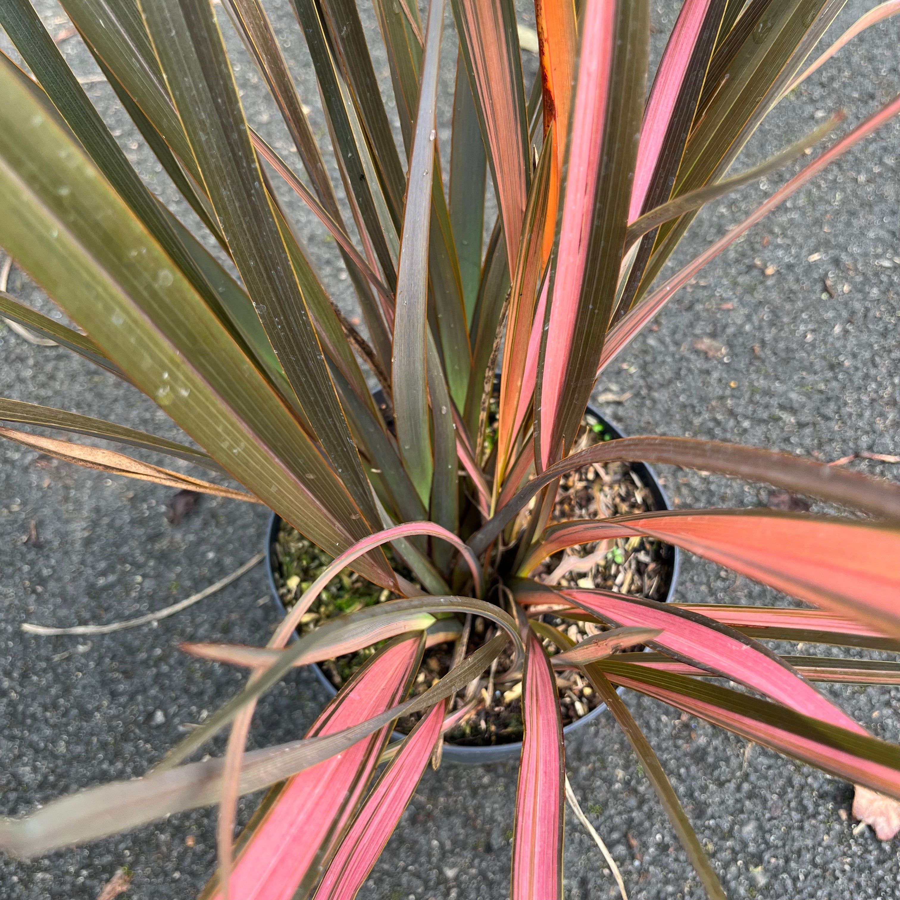 Phormium Rainbow Sunrise - Lin de Nouvelle-Zélande - Volume 3L / 40-60cm