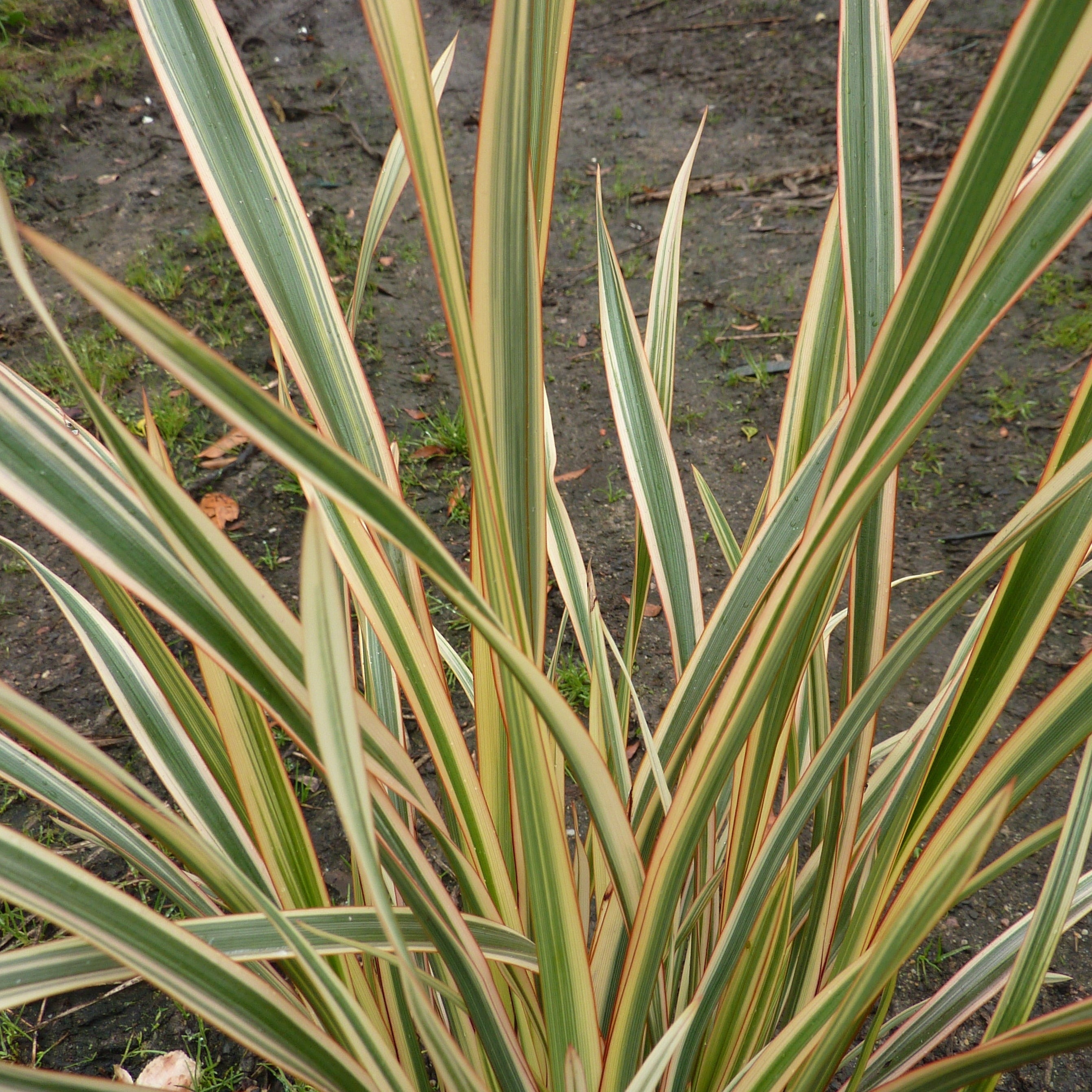 Phormium golden ray - Volume 3L / 30-40cm