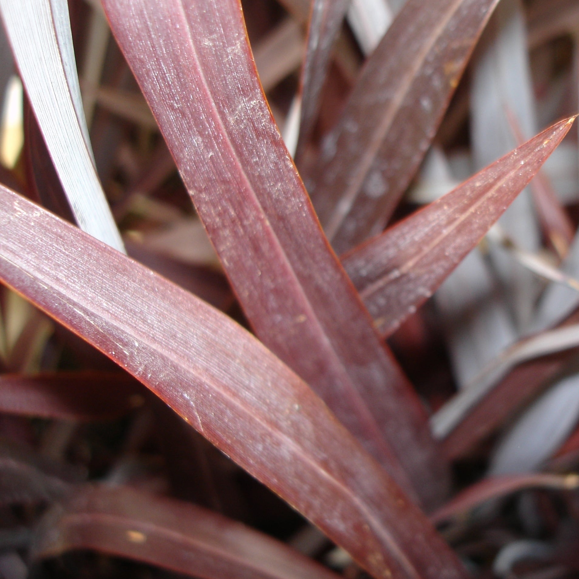 Phormium Tenax All Black - Volume 3L / 40-60cm