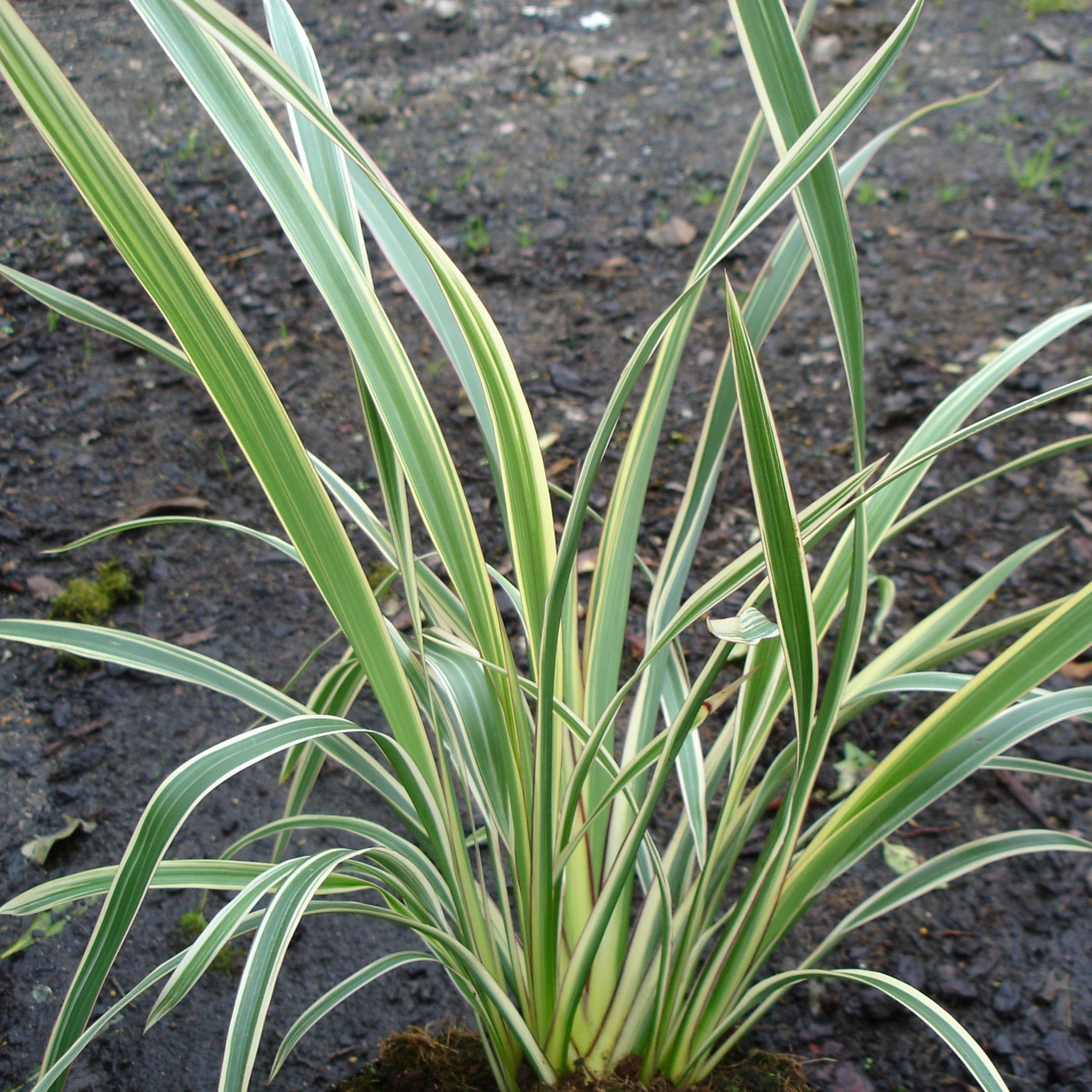 Phormium tricolor - Volume 3L / 40-60cm