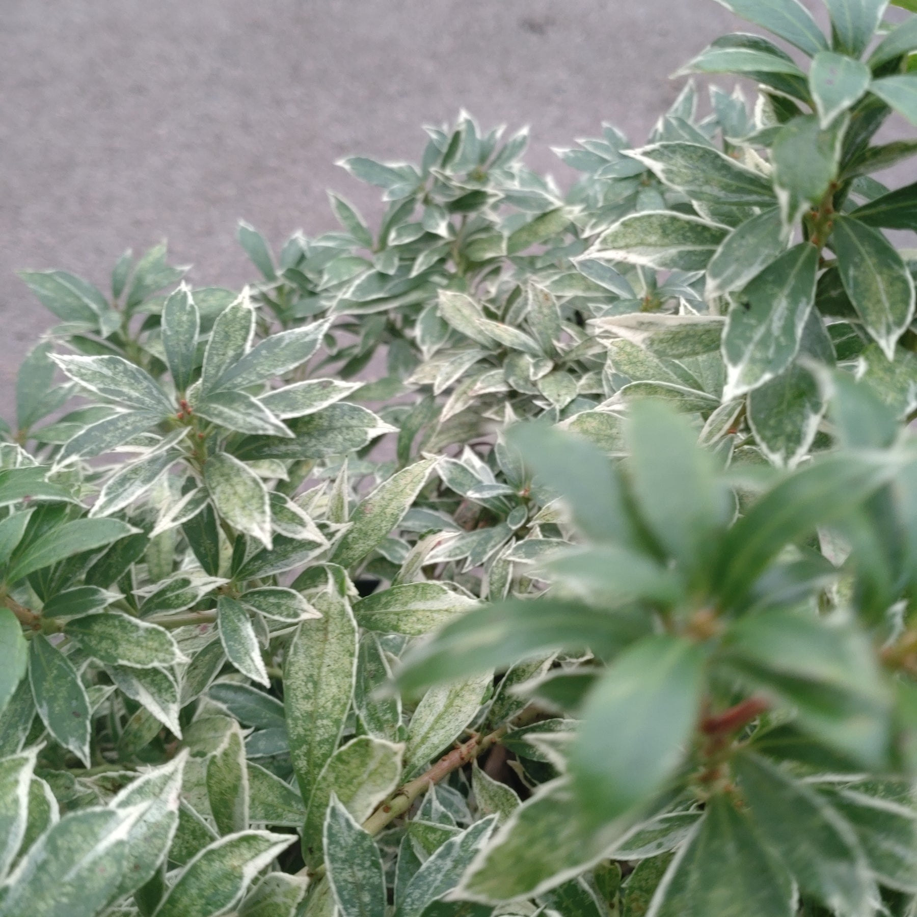 Pieris Japonica Little Heat Variegata