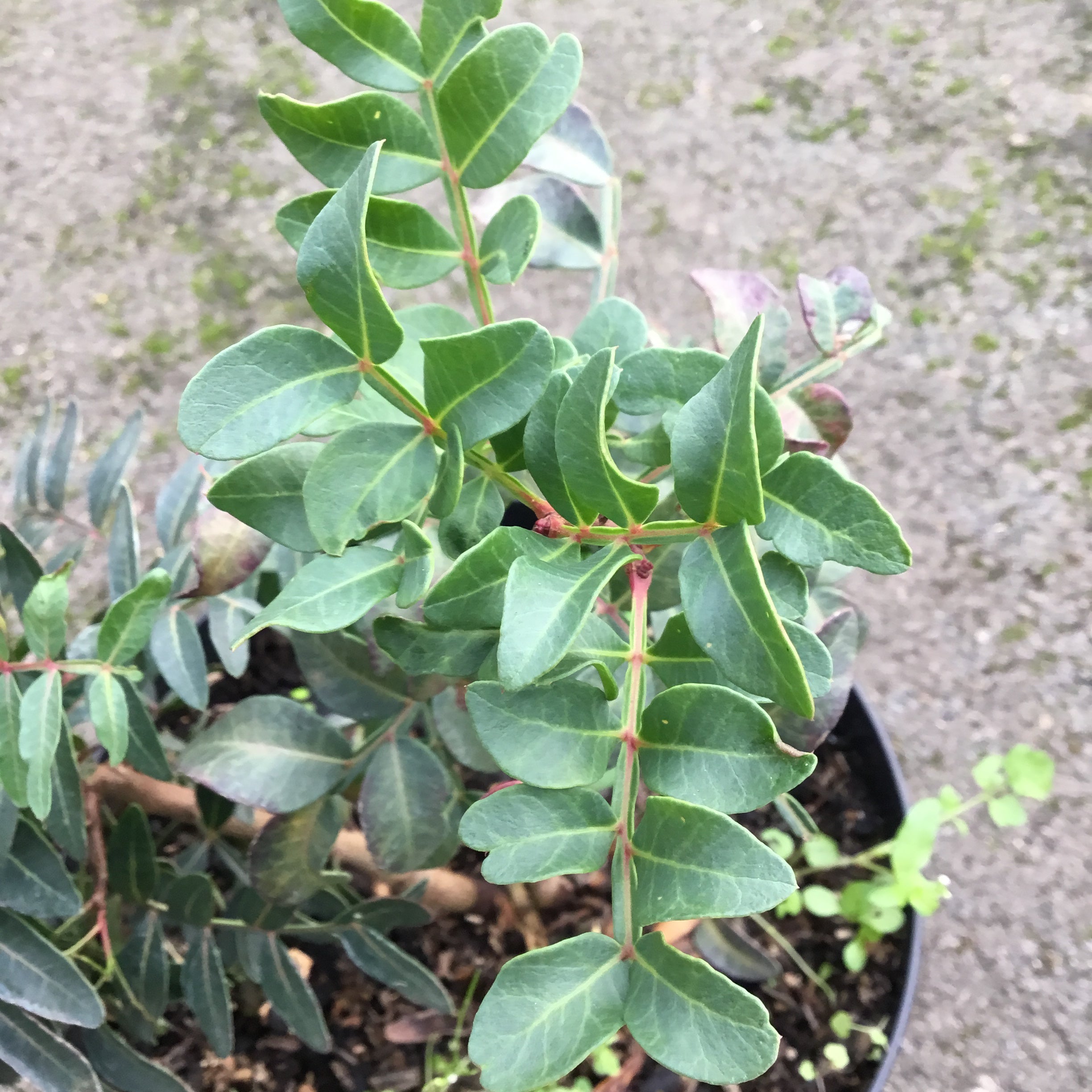 Pistacia Lentiscus - Volume 4L / 40-60cm